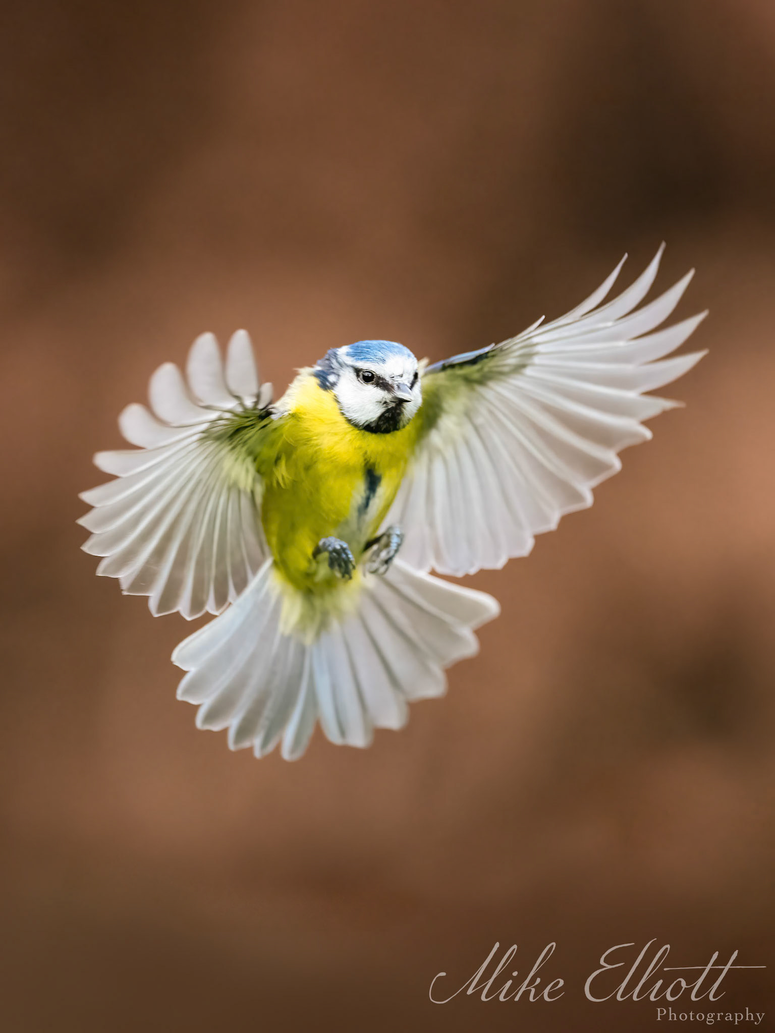 Bluetit airbrakes
