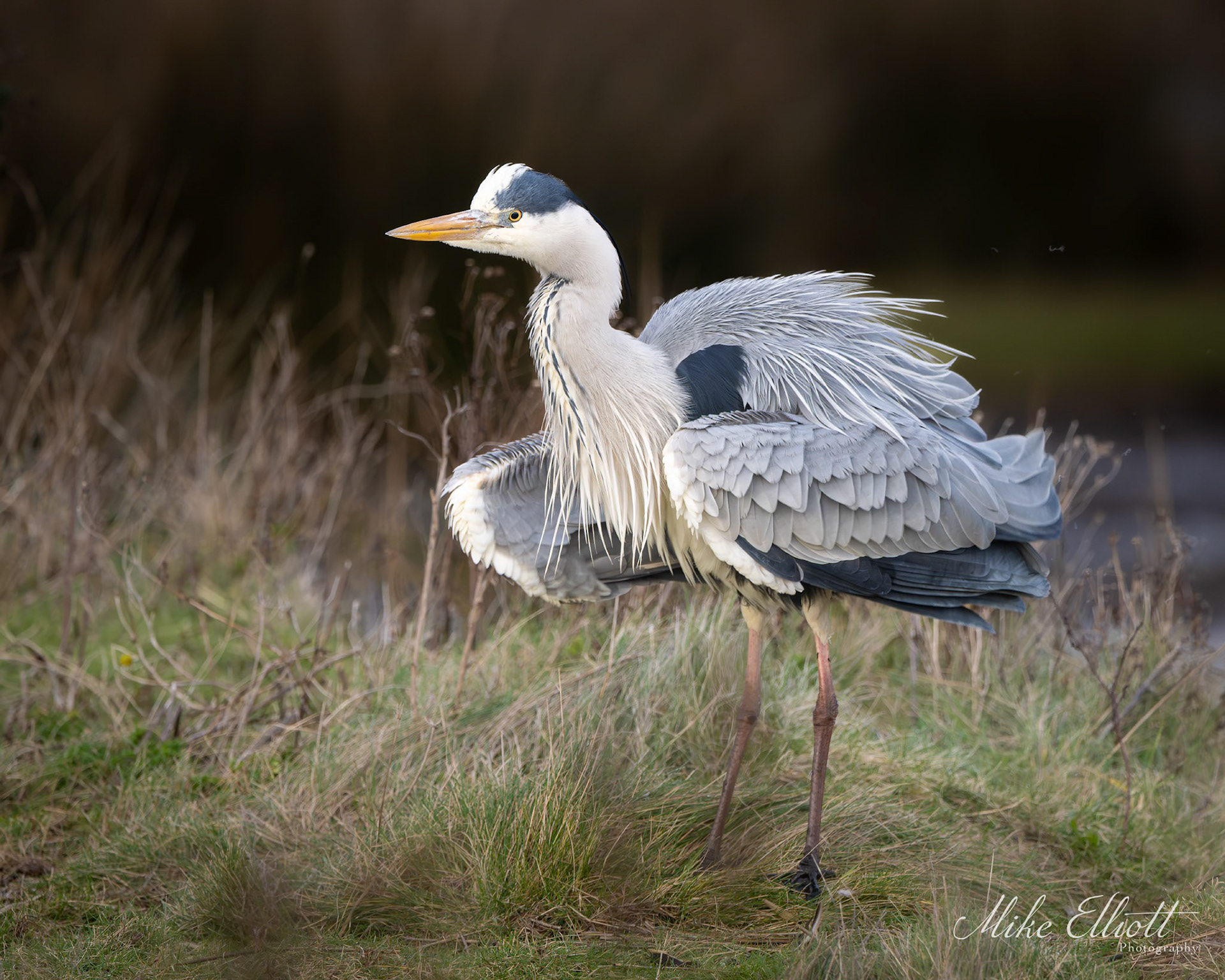 Heron shake