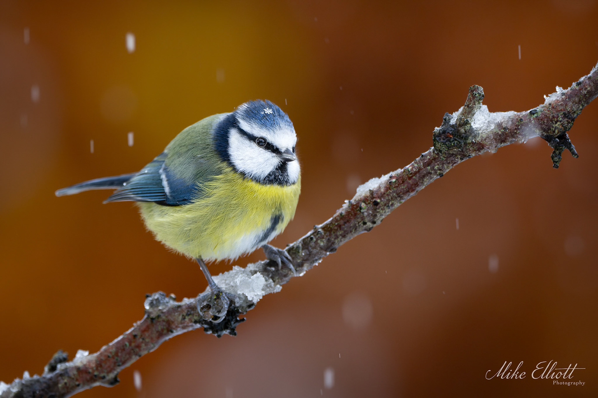 Blue tit and snowflake