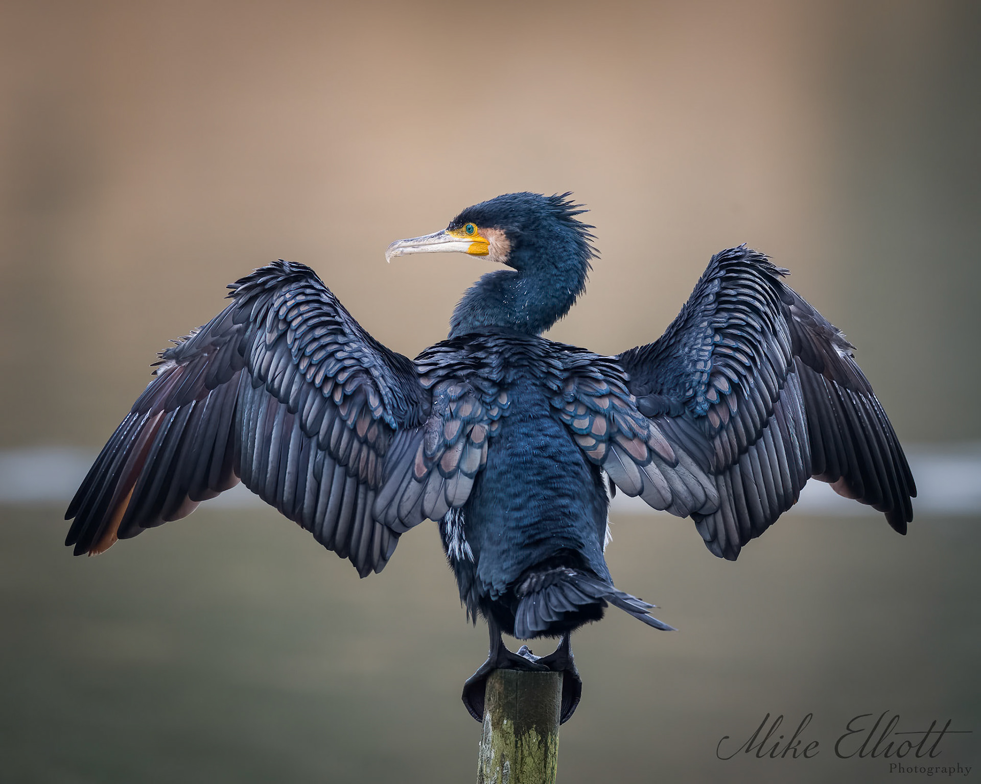 Cormorant drying its wings