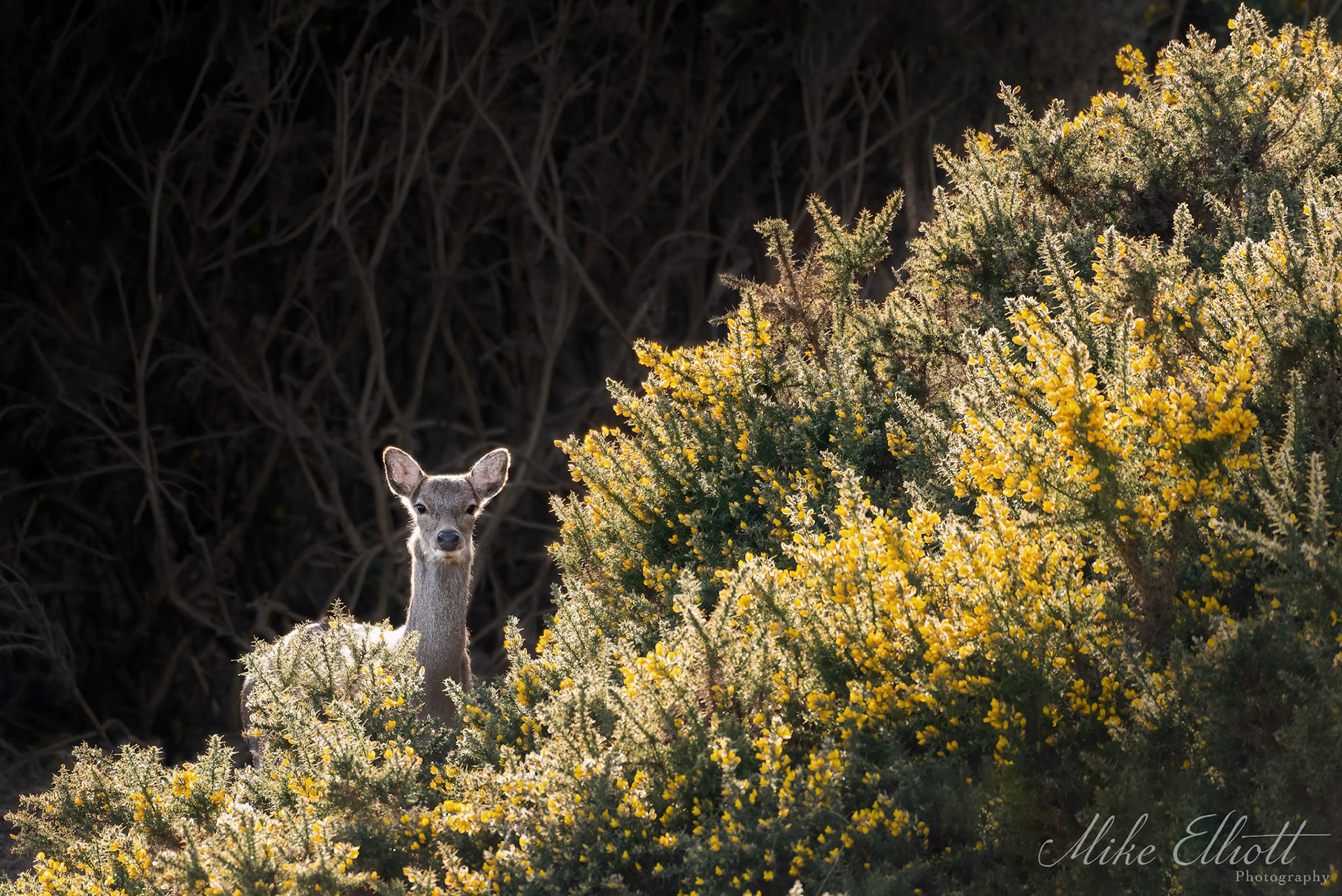 Sika deer in the gorse