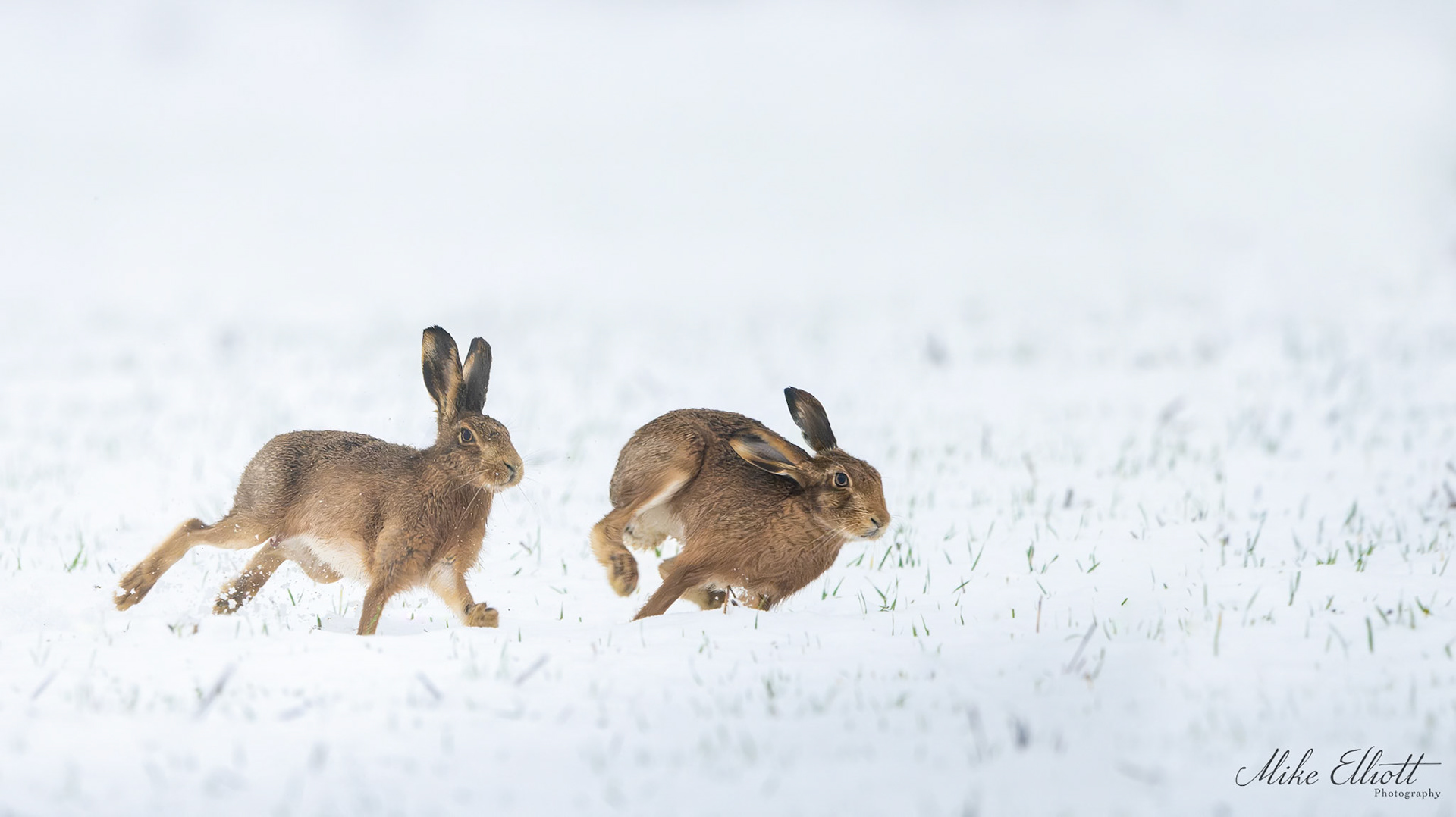 Hare chase through the snow