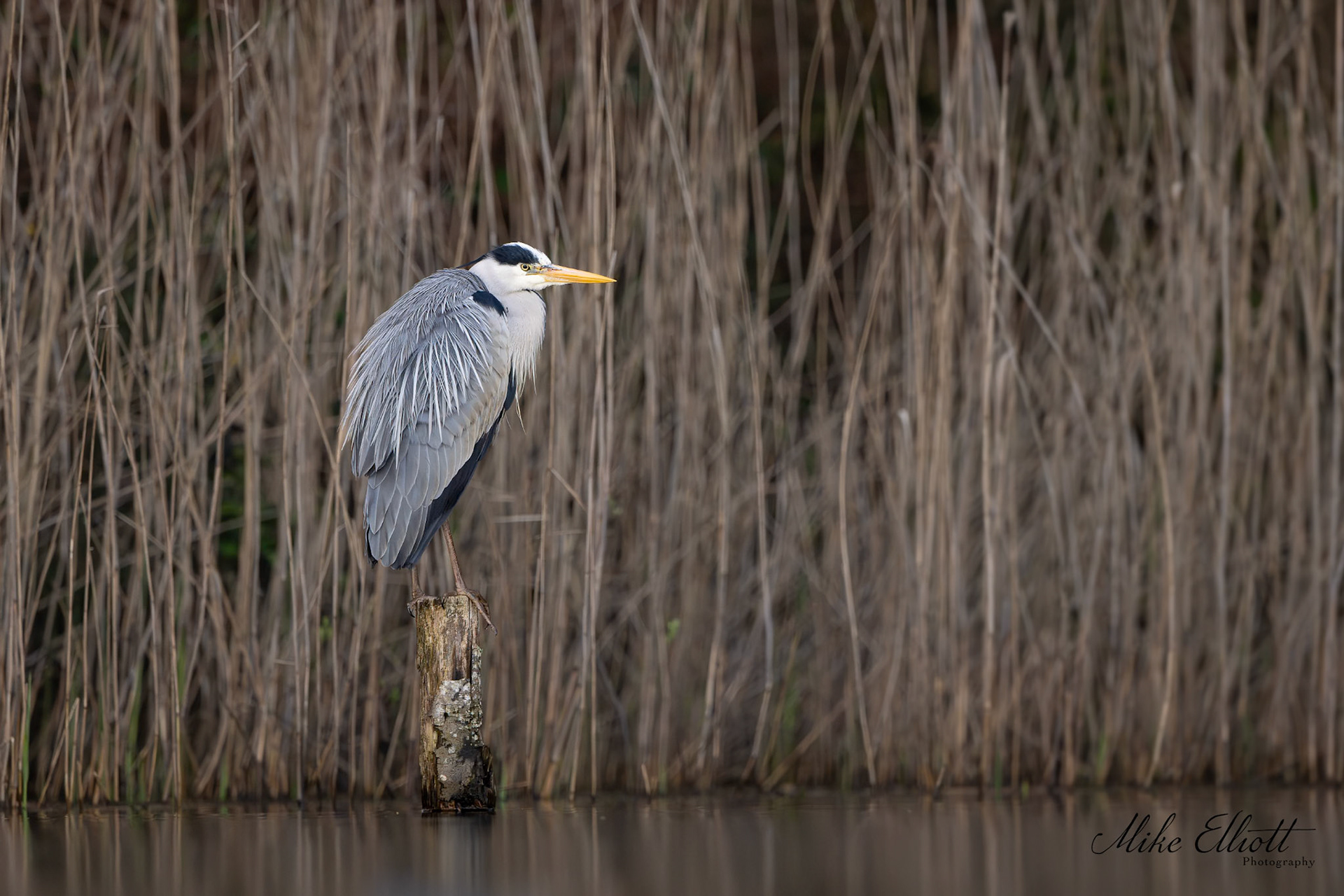 Great grey heron on a post