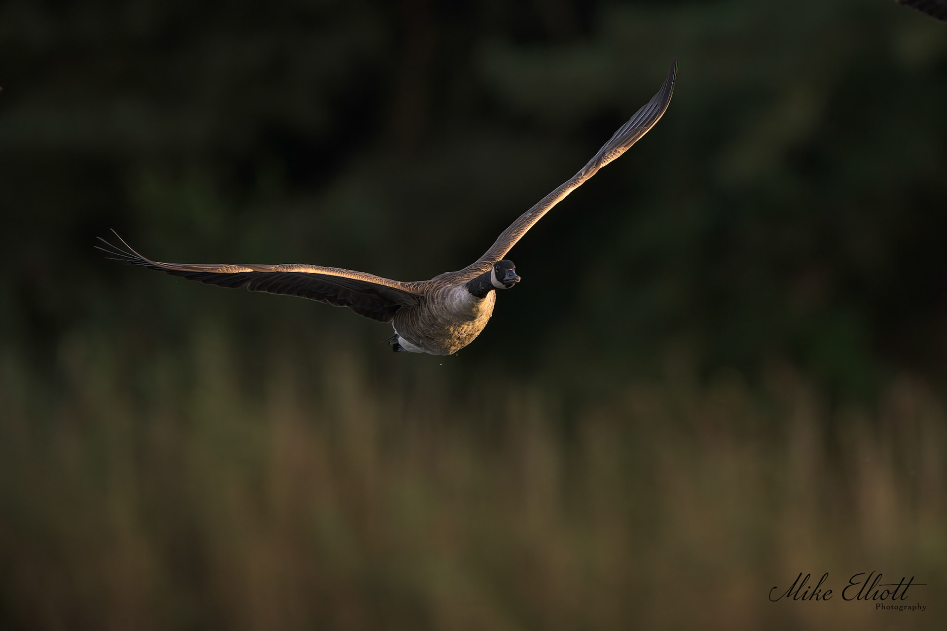 Canada goose in flight