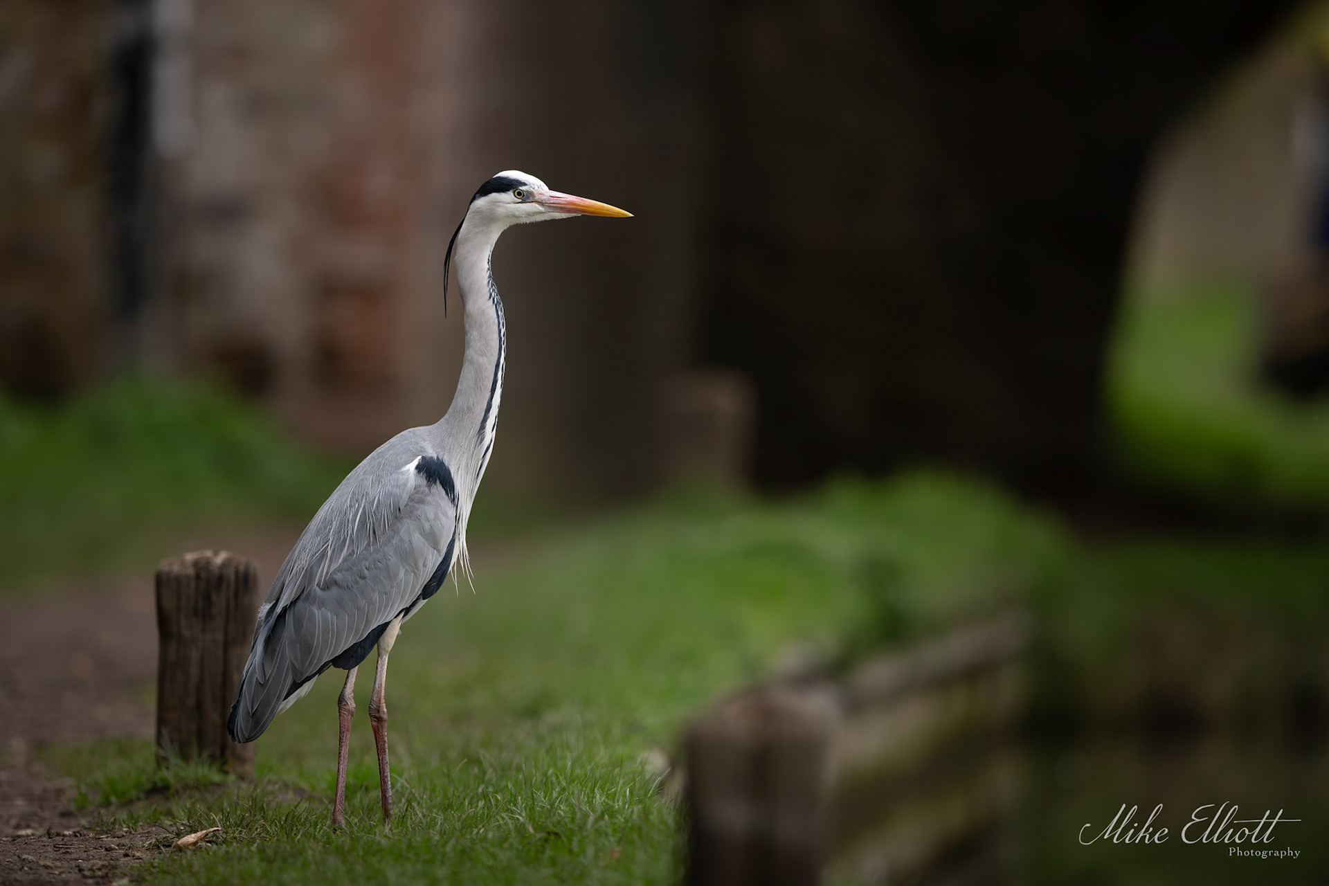 Grey heron on the tow path