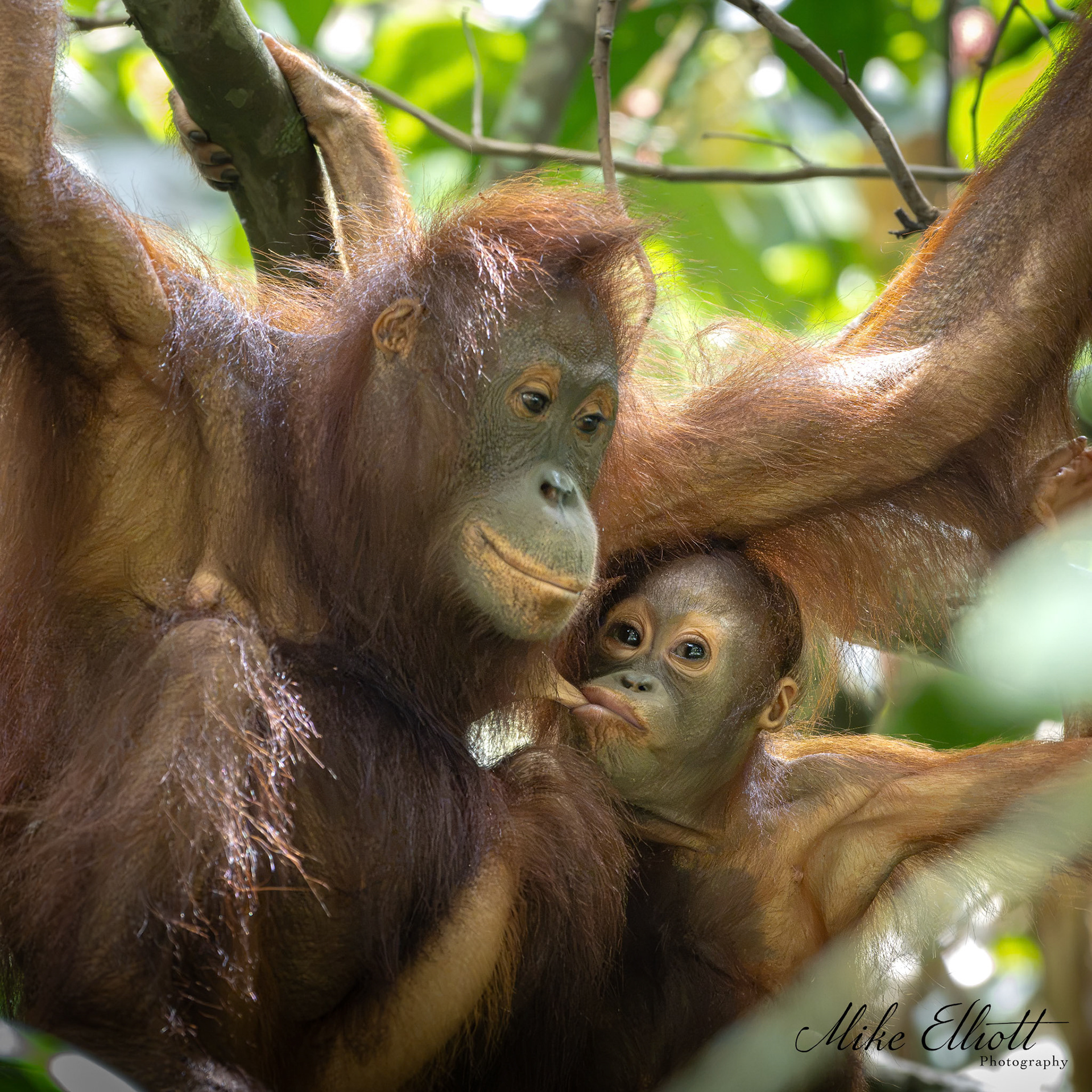 Orangutan and baby