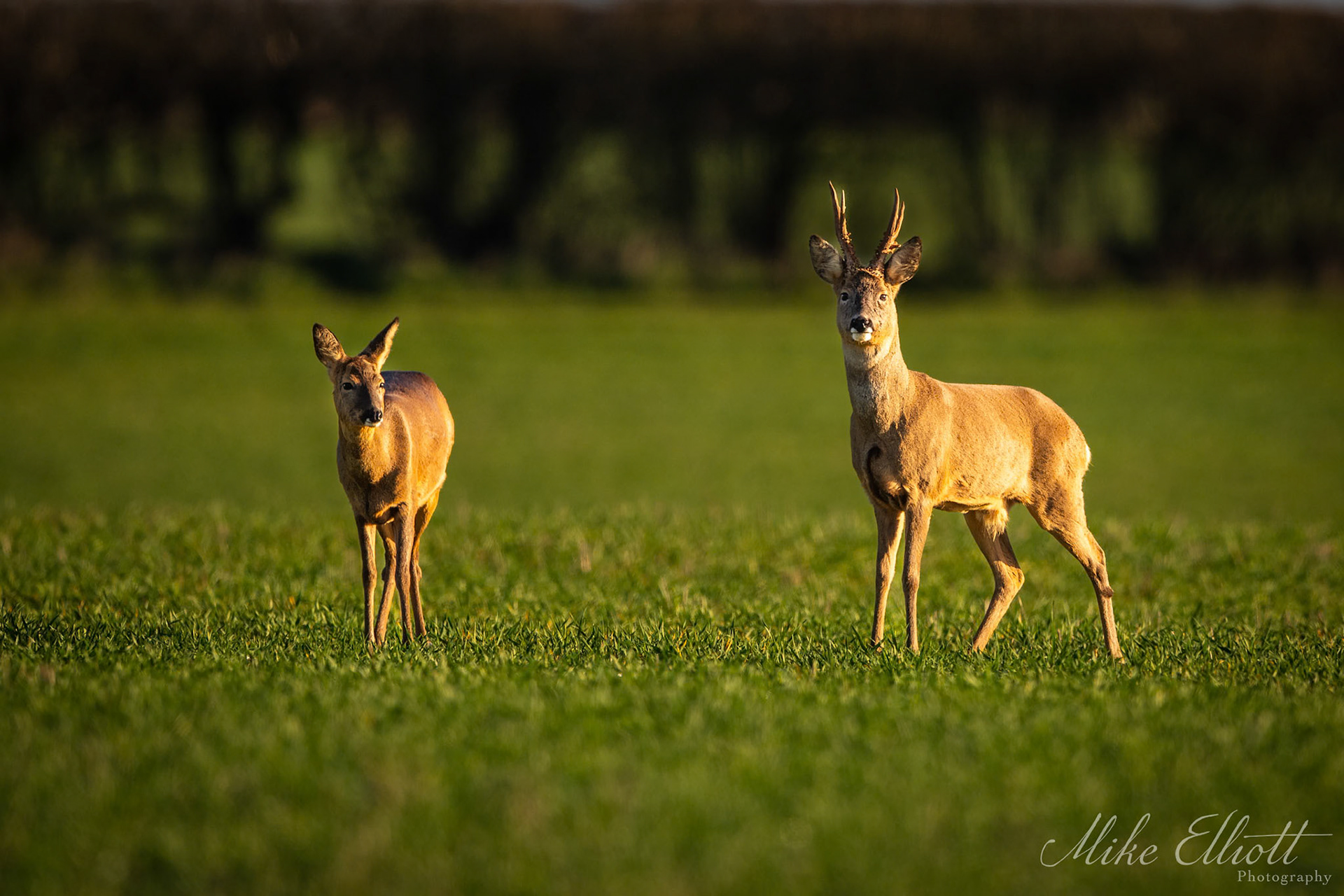 Roe deer in golden light
