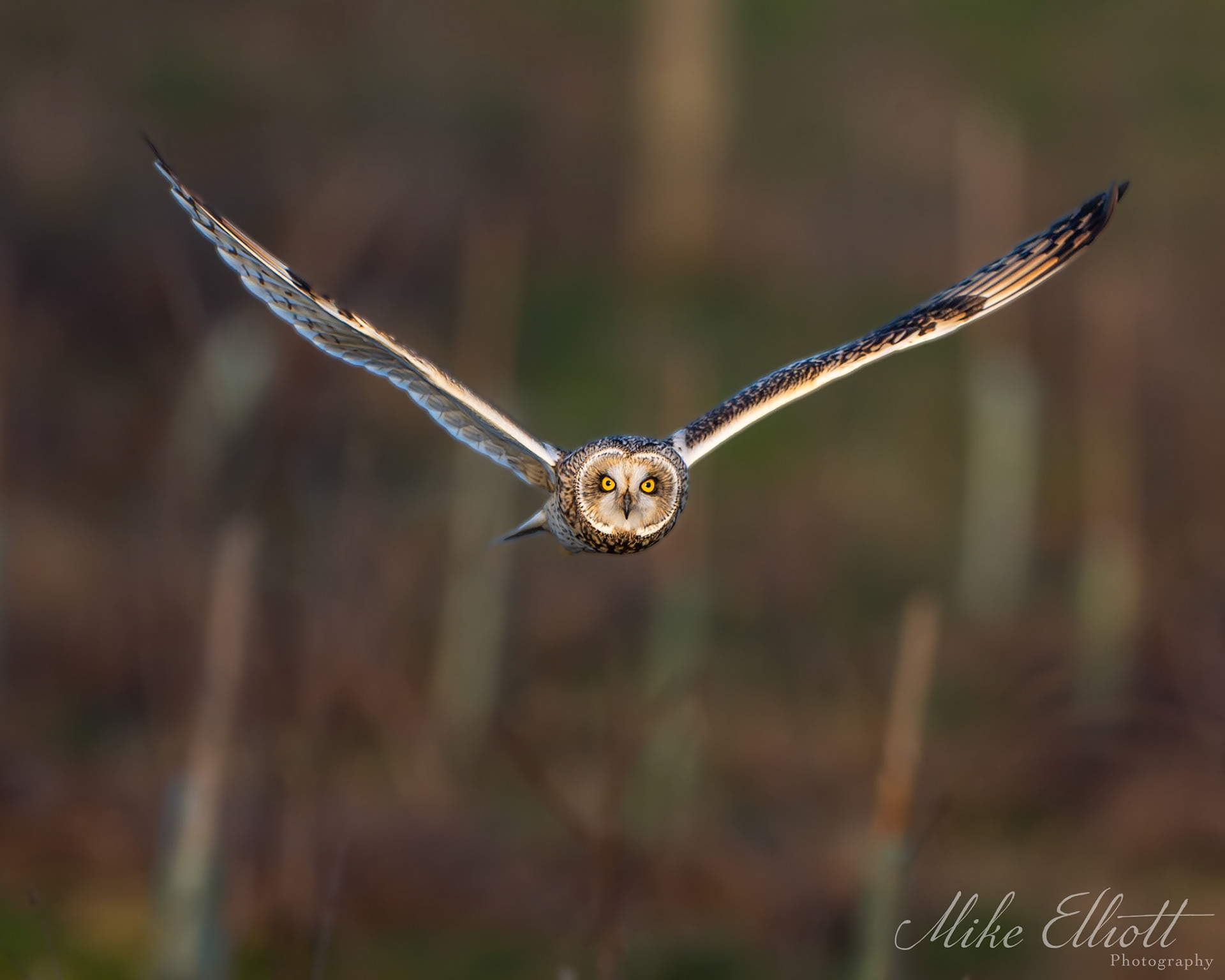Short eared owl stare