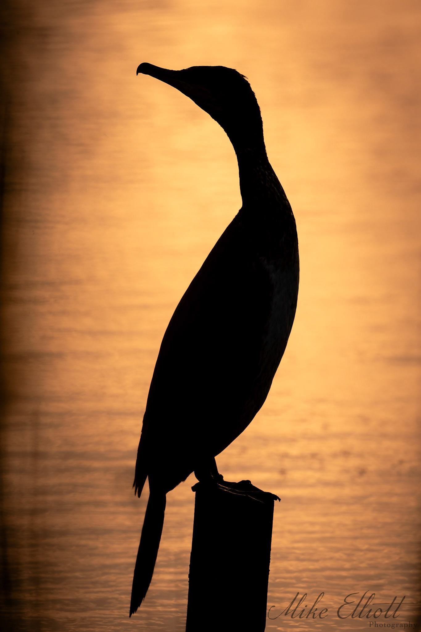 Cormorant silhouette