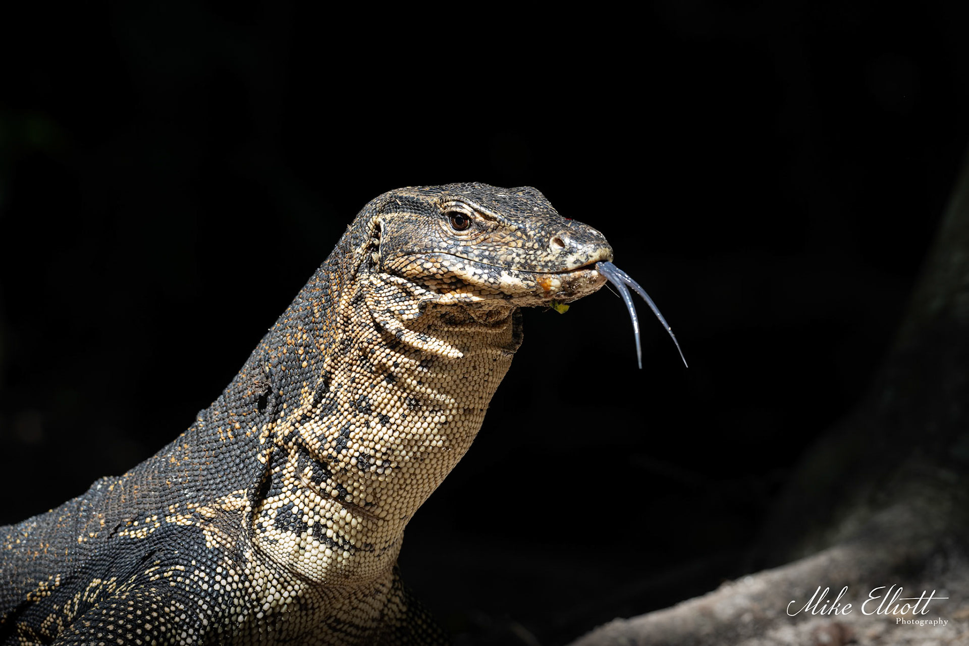 Monitor lizard