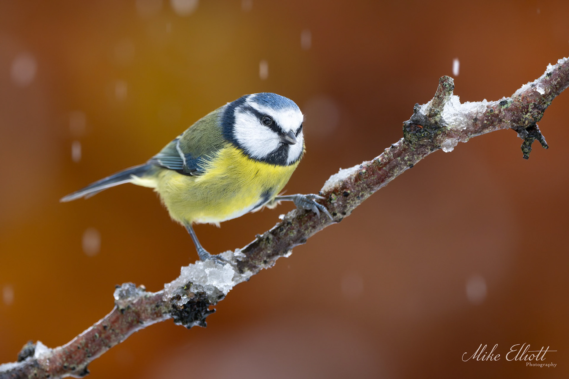 Blue tit in the snow 2