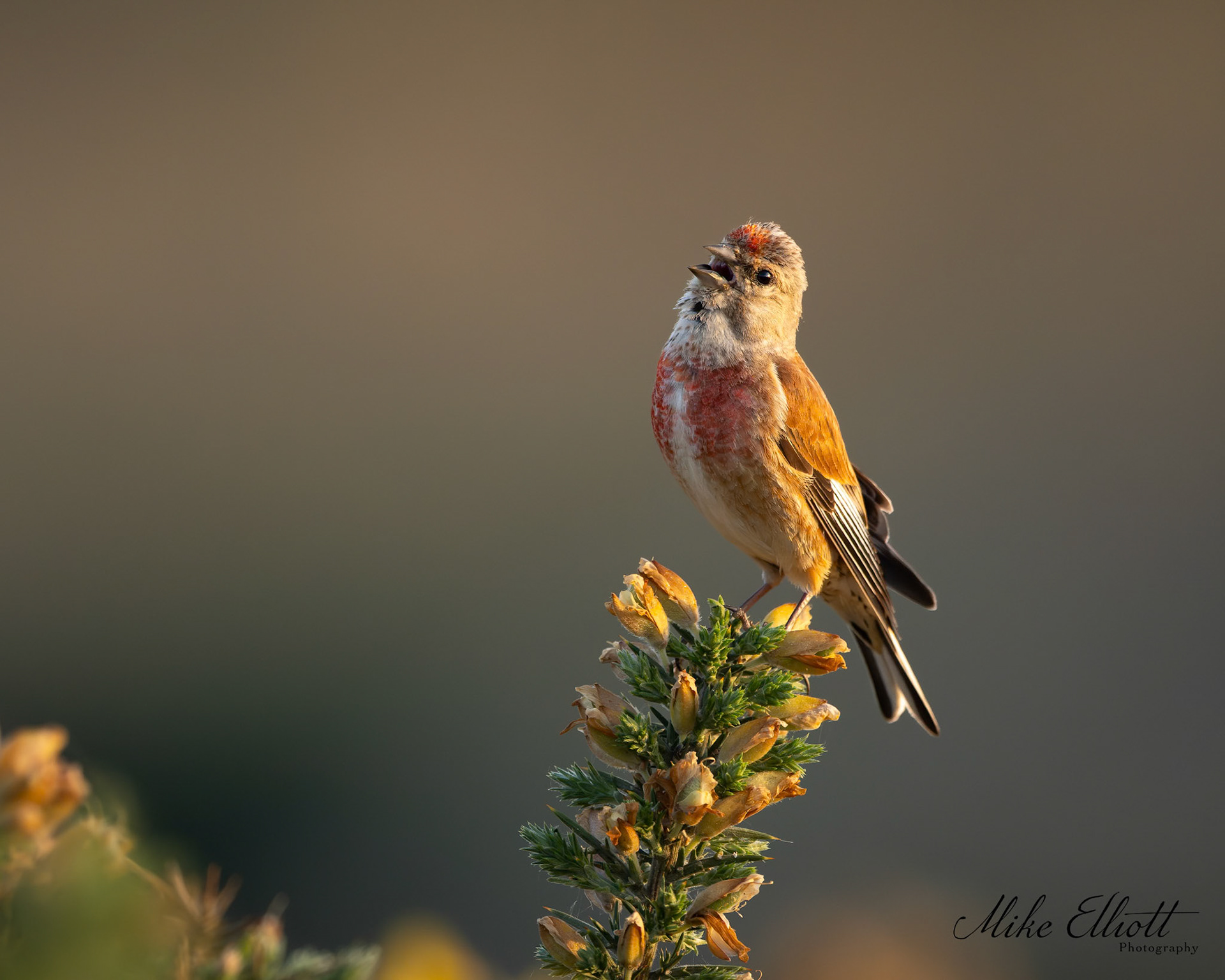 Male linnet on the gorse