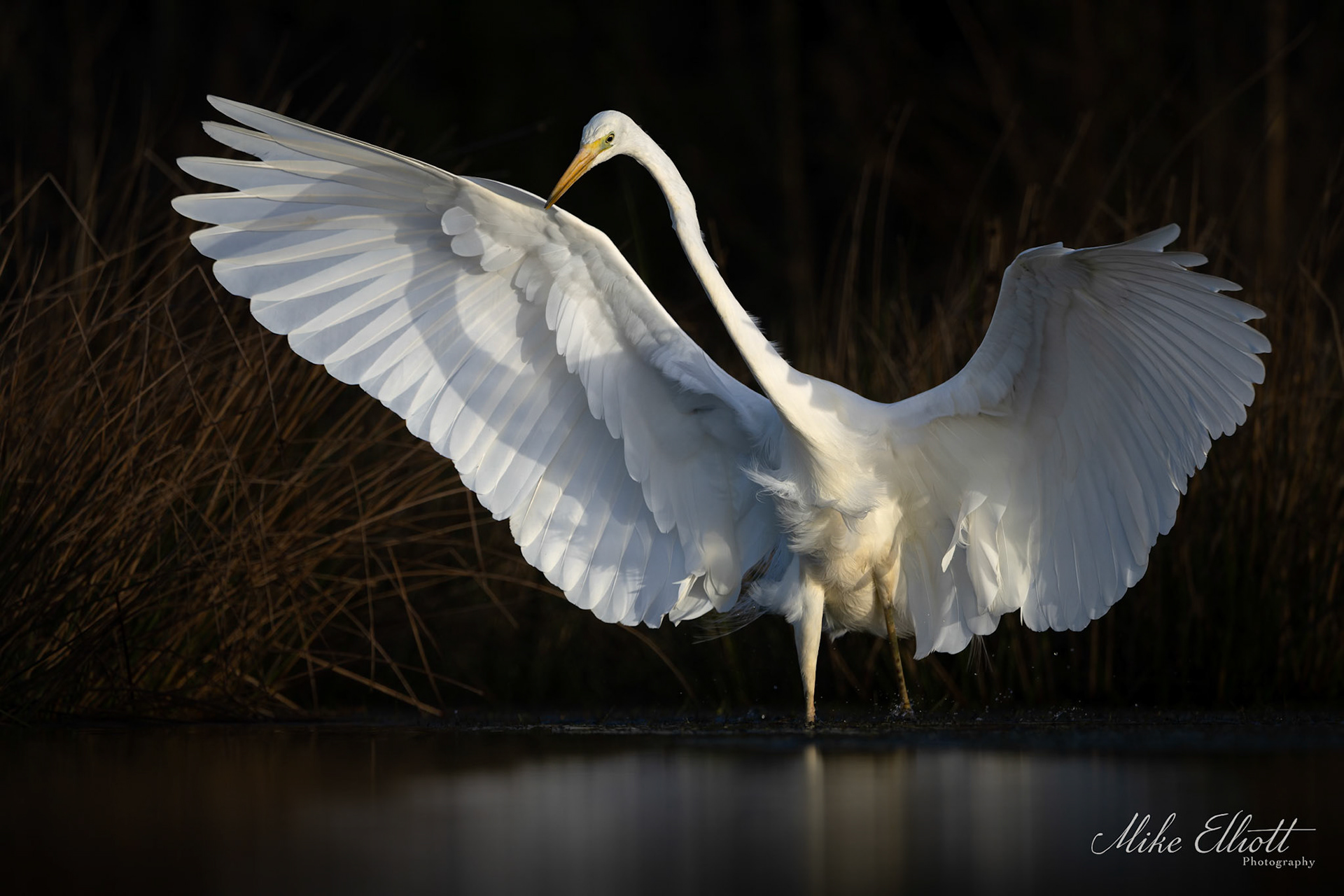 Great egret hunting