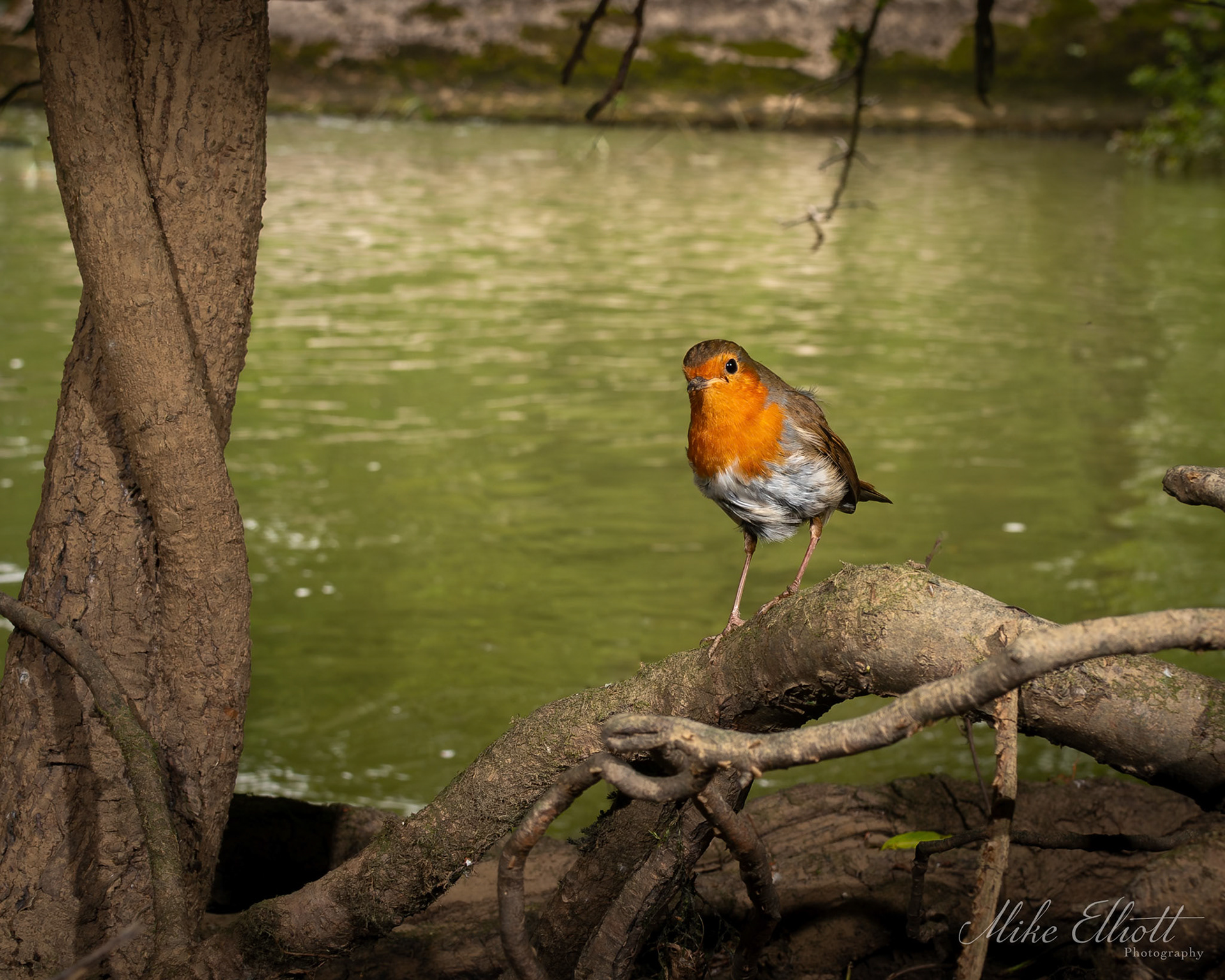 Robin - Camera trap