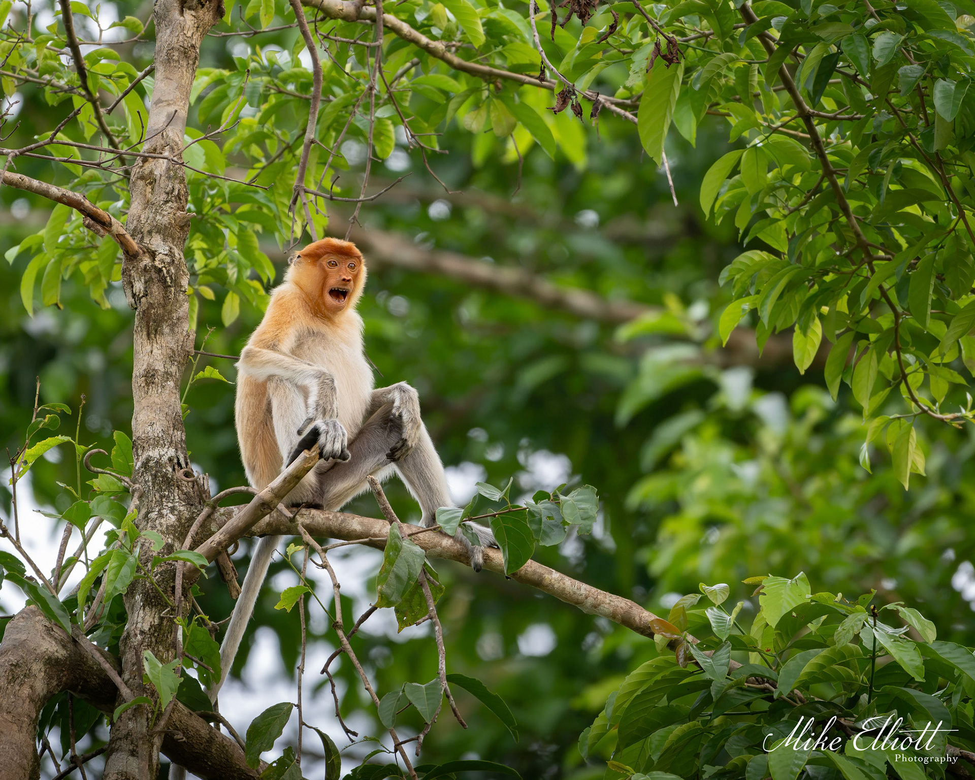 Probosis monkey