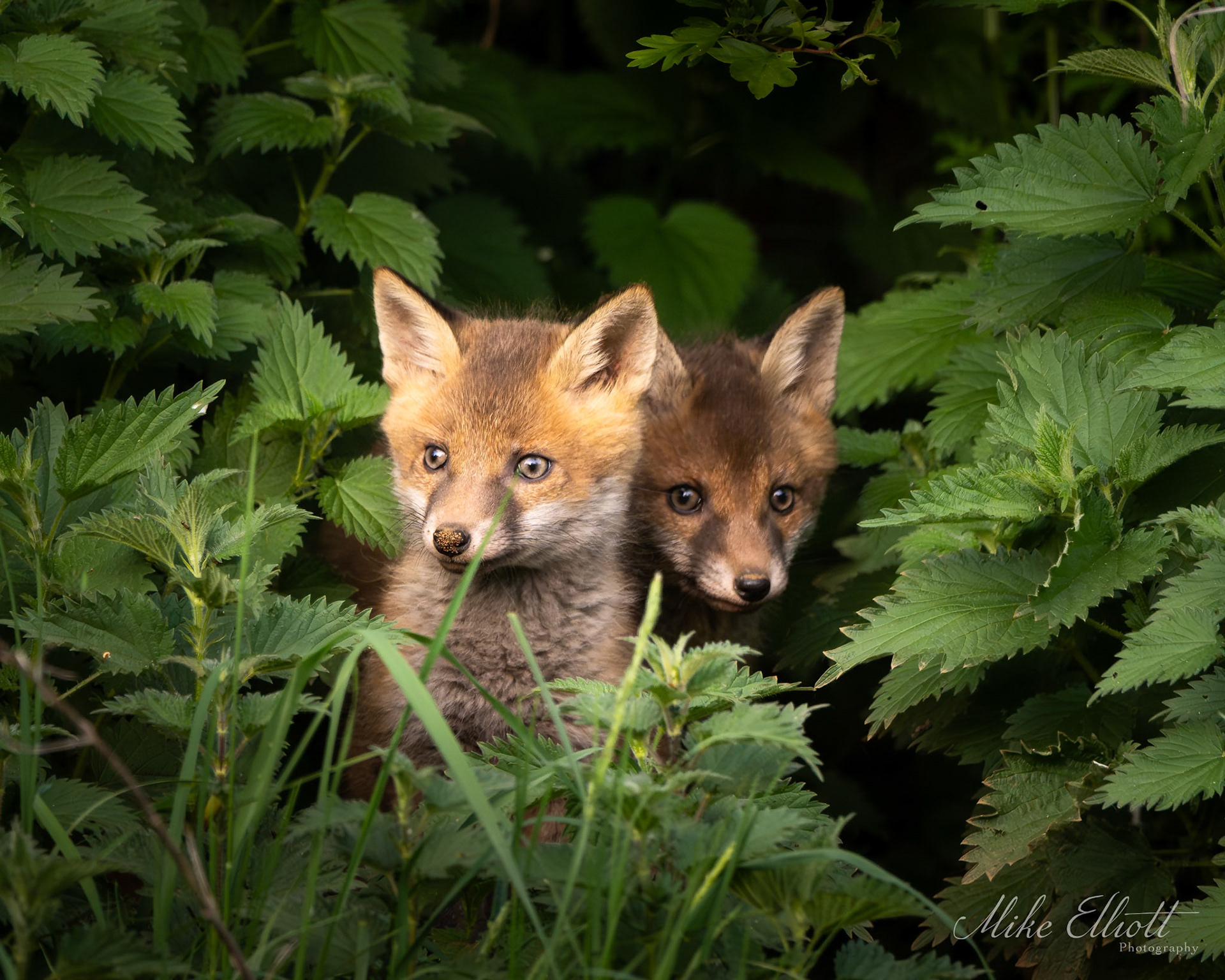 Fox cub pair in nettles