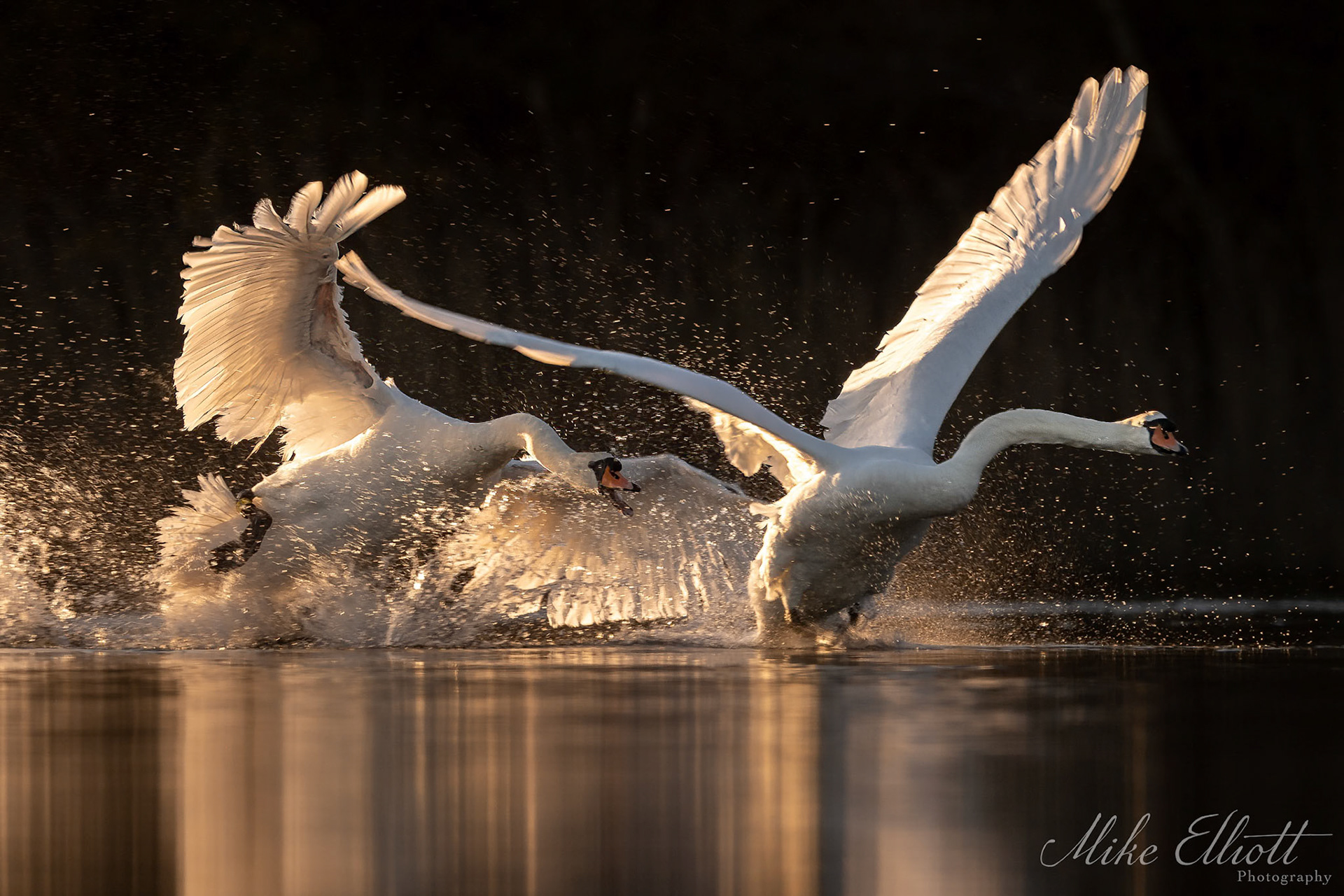 Swan chase