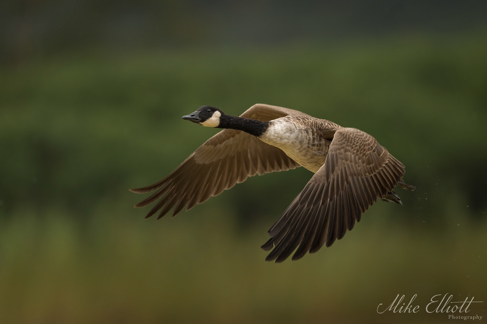 Canada goose in flight