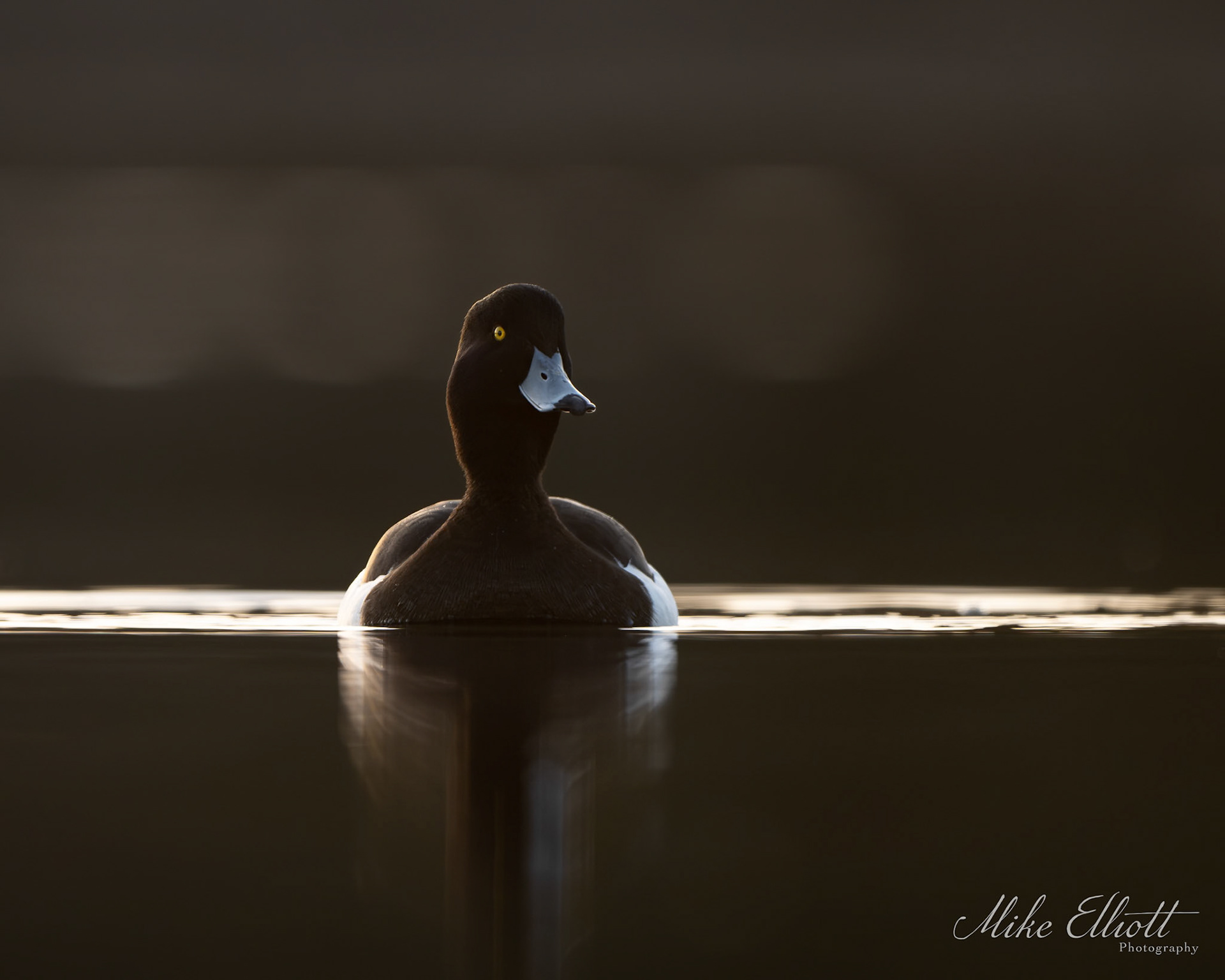 Tufted duck front