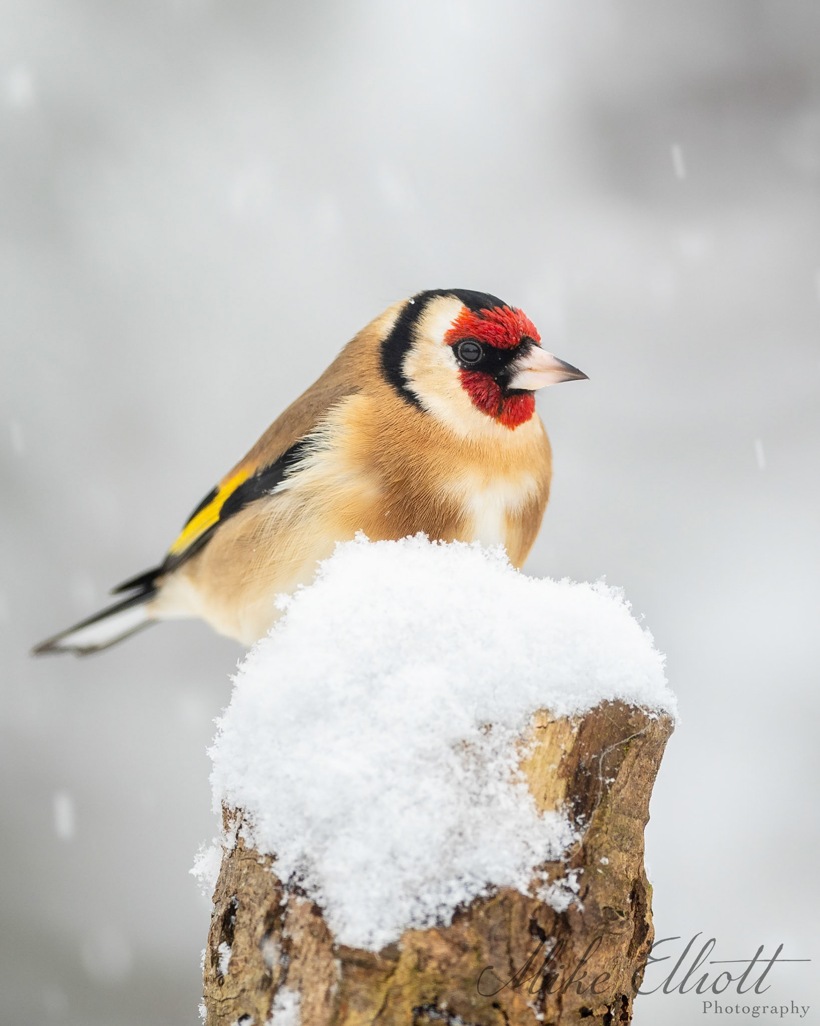 Goldfinch on a snowy log