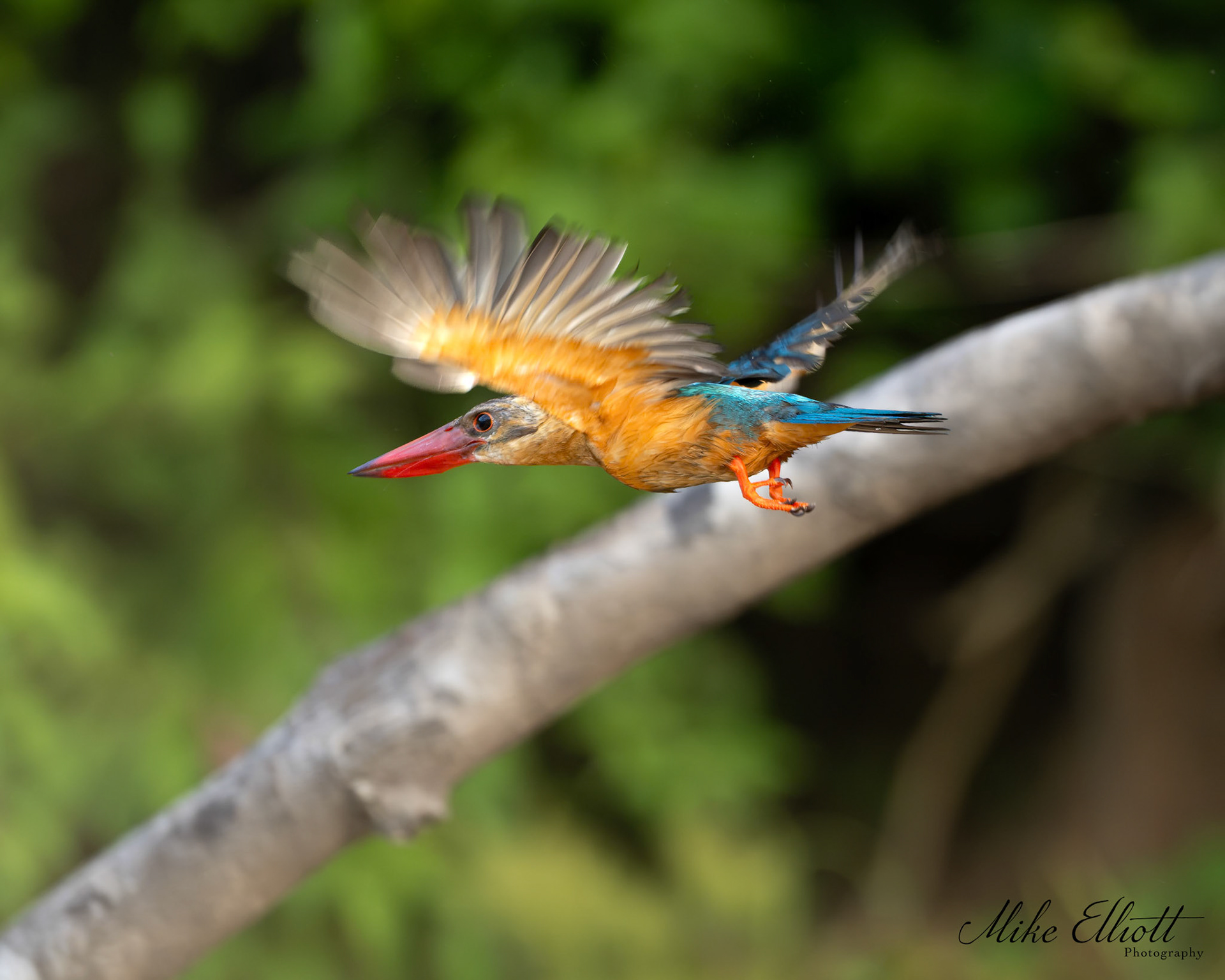 Stork billed kingfisher in flight