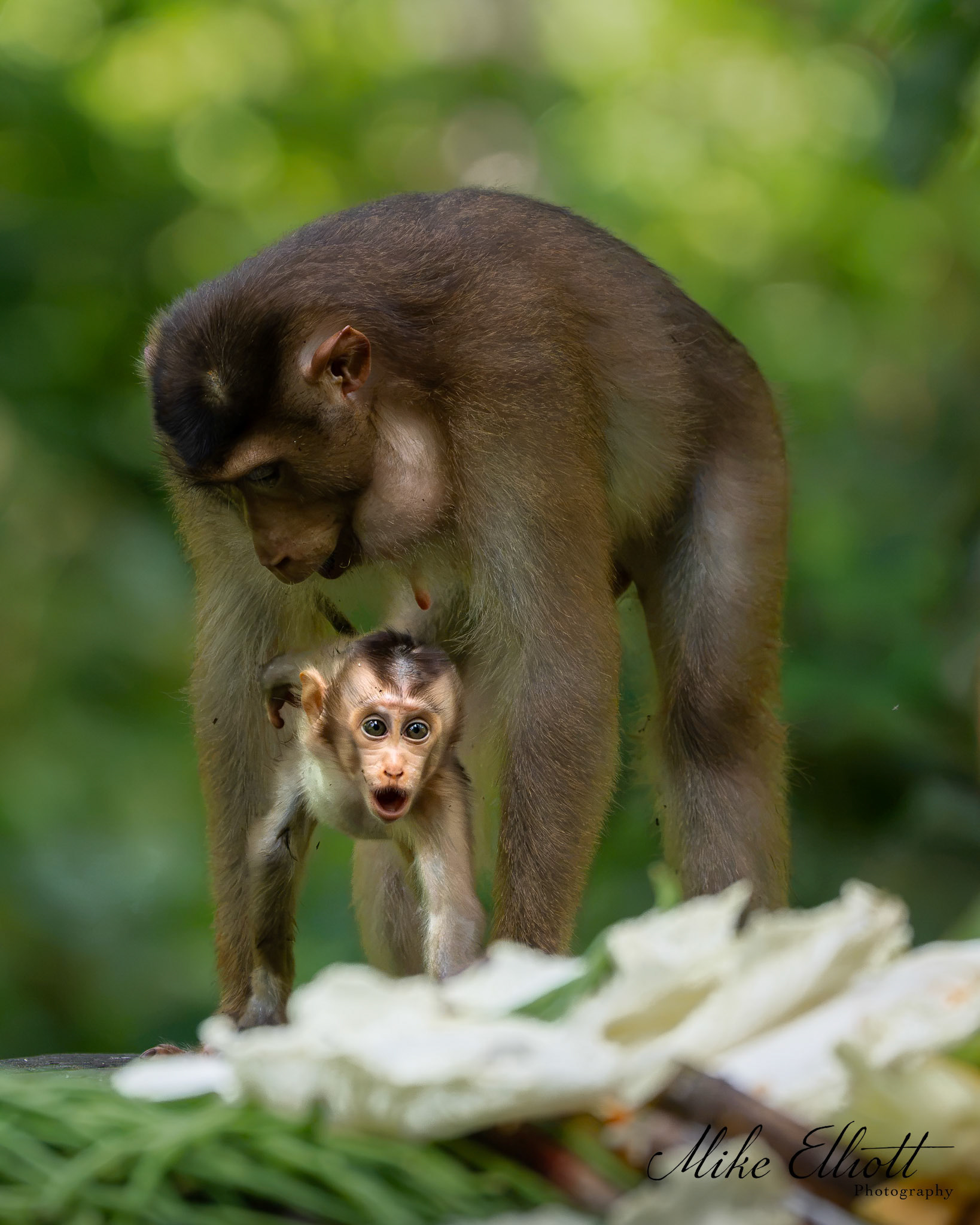 Orangutan and baby