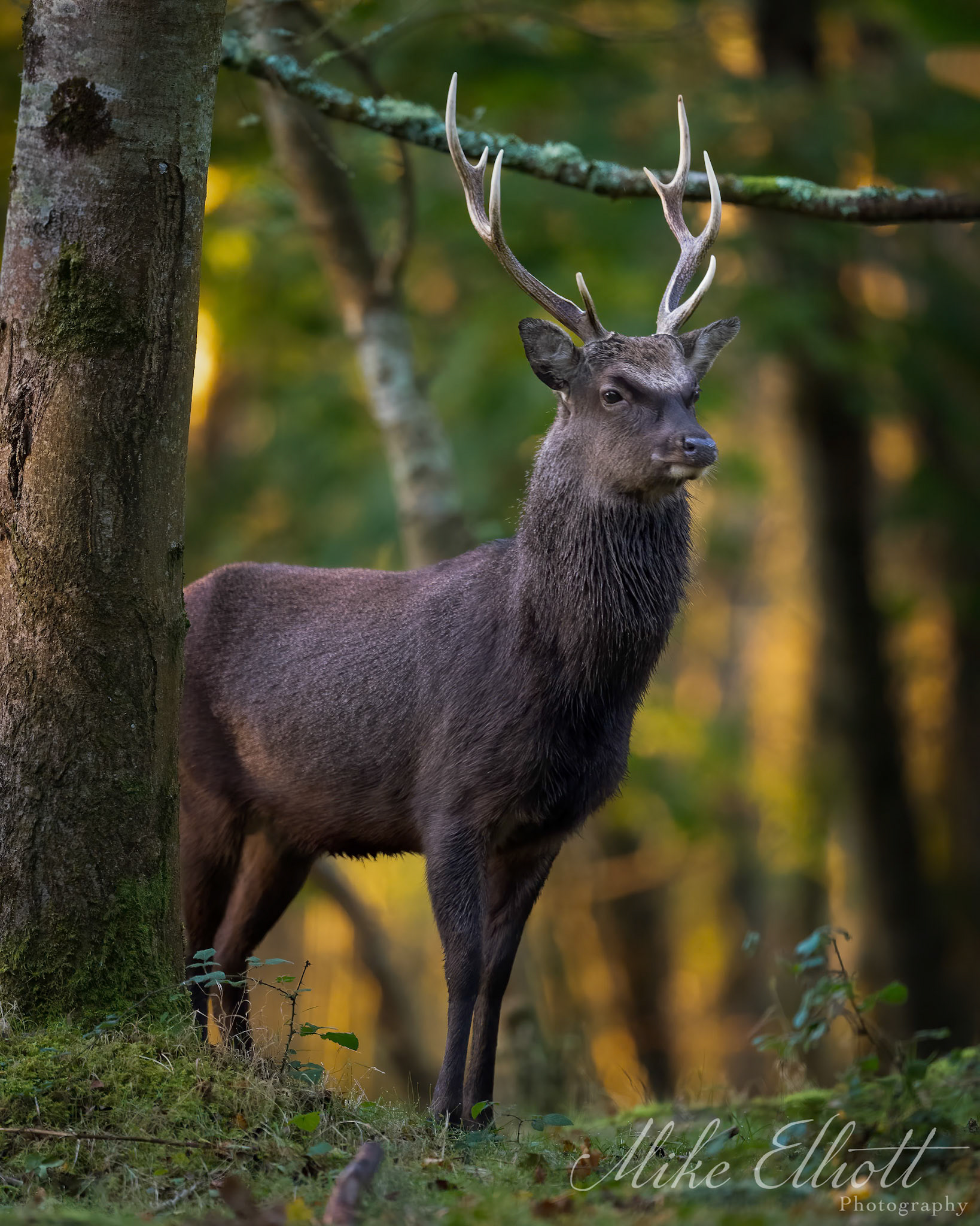 Sika stag portrait in warm light