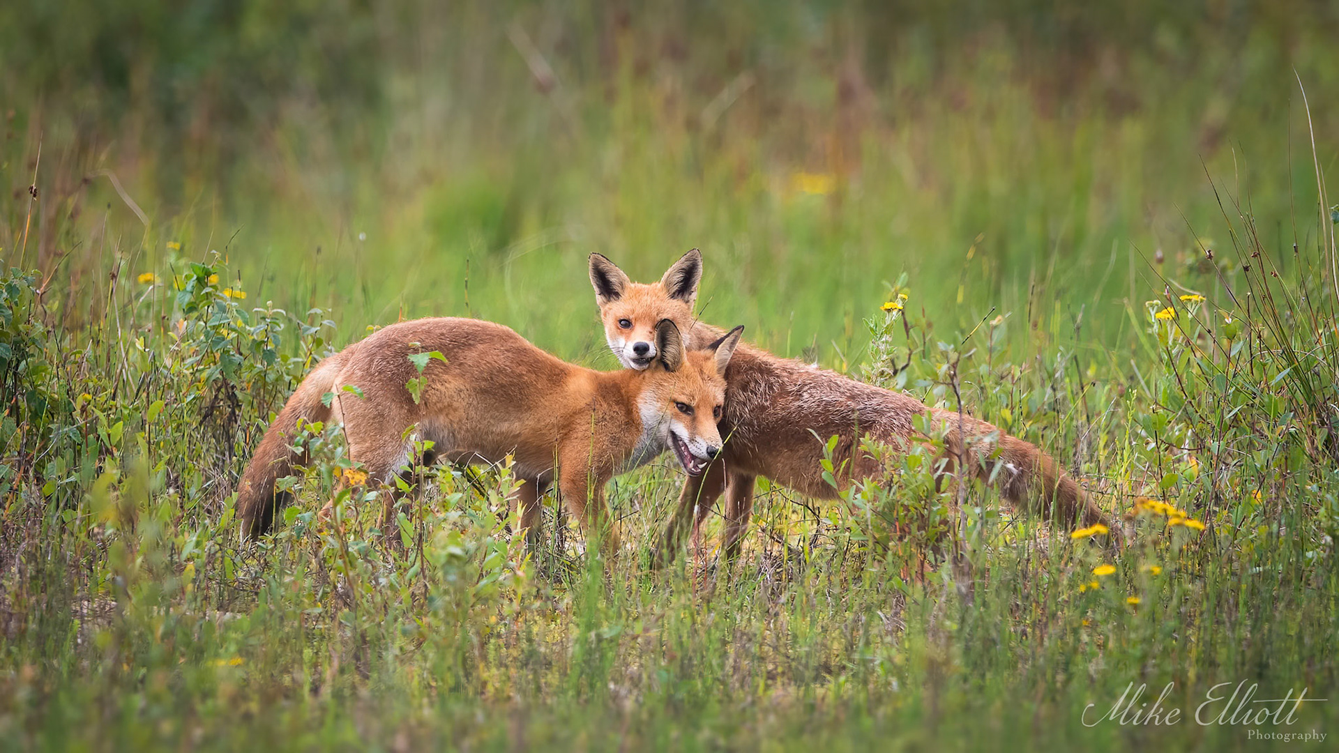 Fox cub interaction