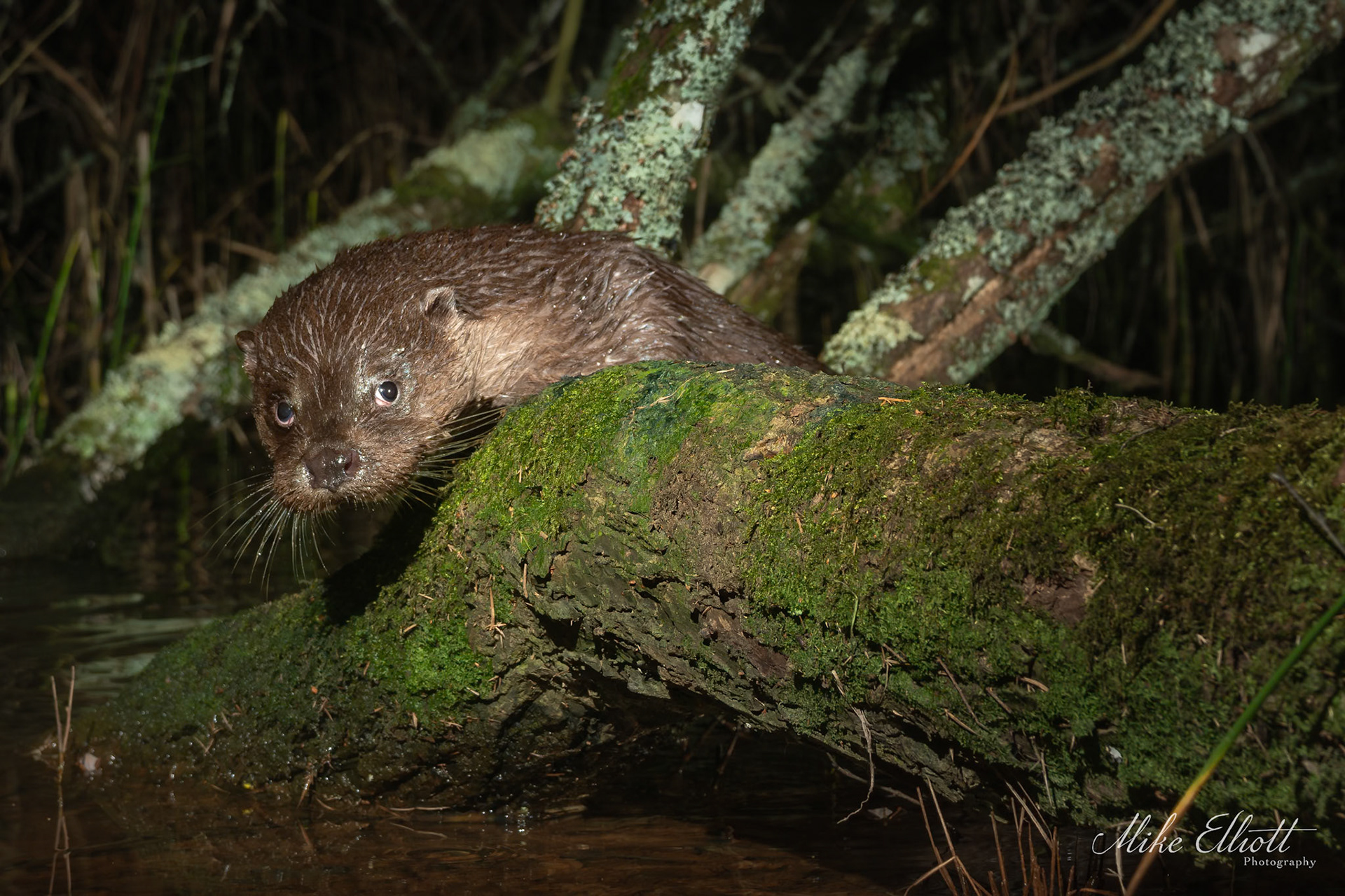 Otter peaking over a log