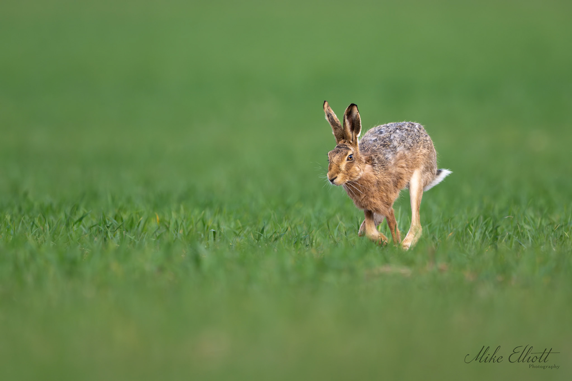 Hare on the run