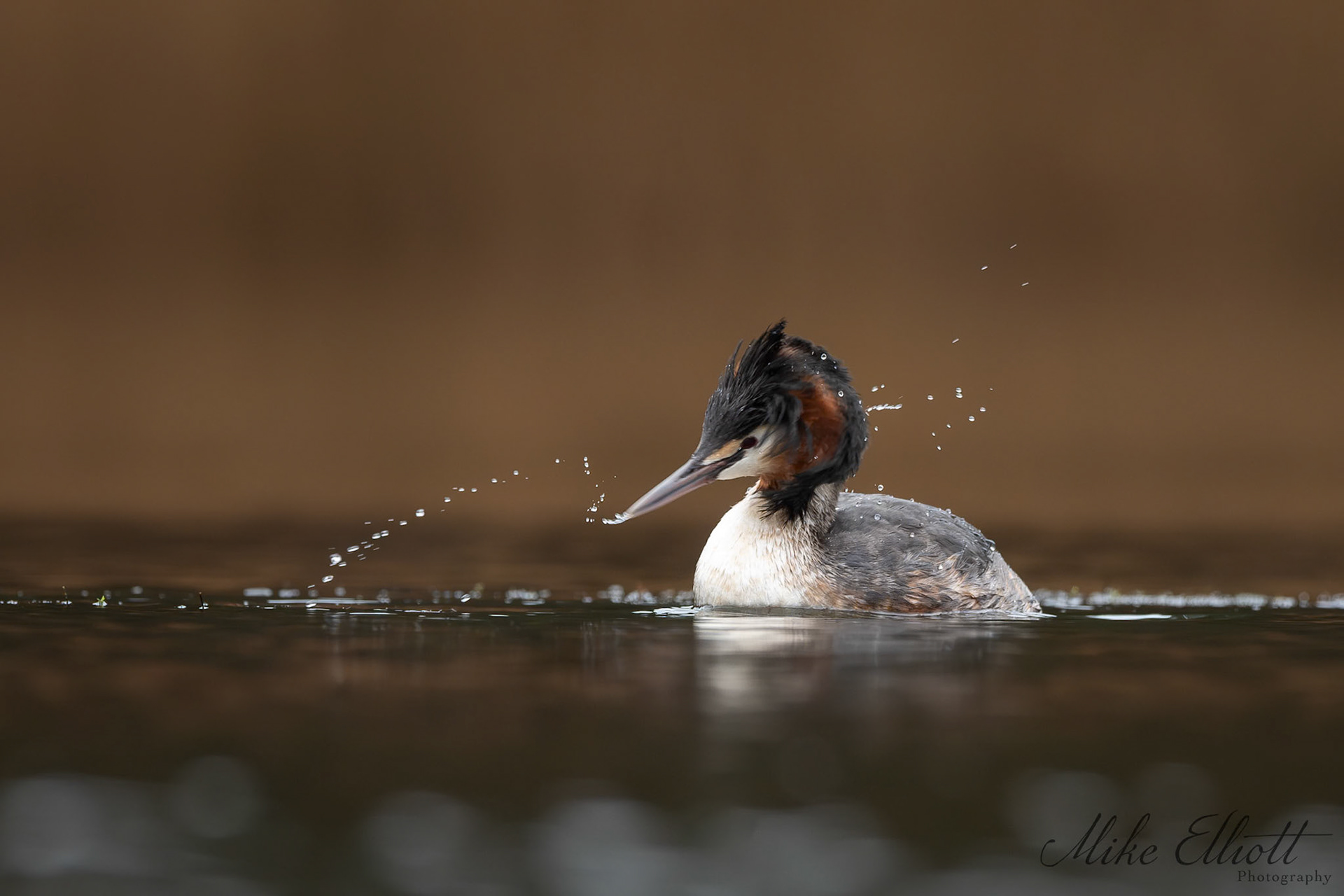Great crested grebe head flick