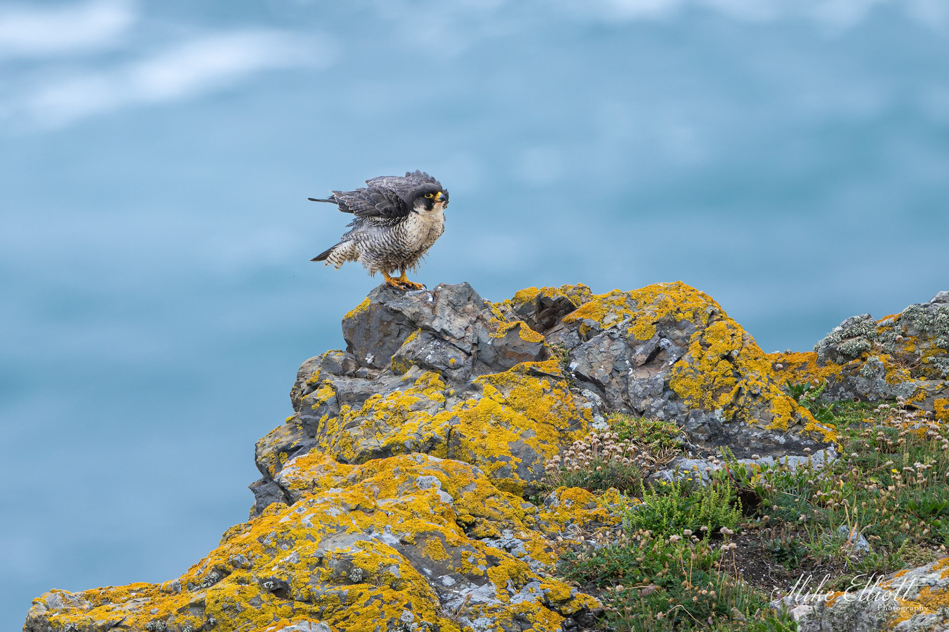 Perigrine falcon shake