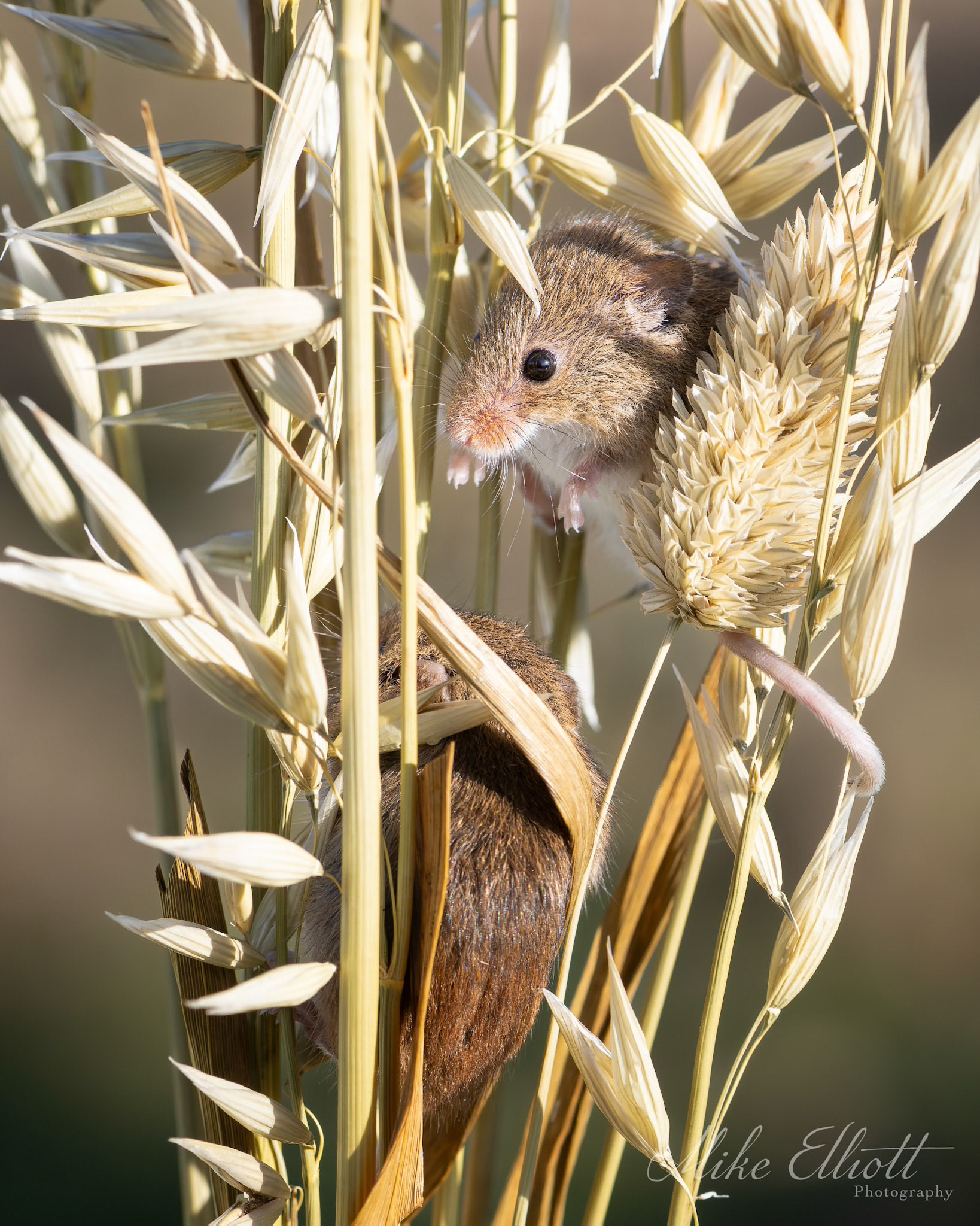 Harvest mouse pair