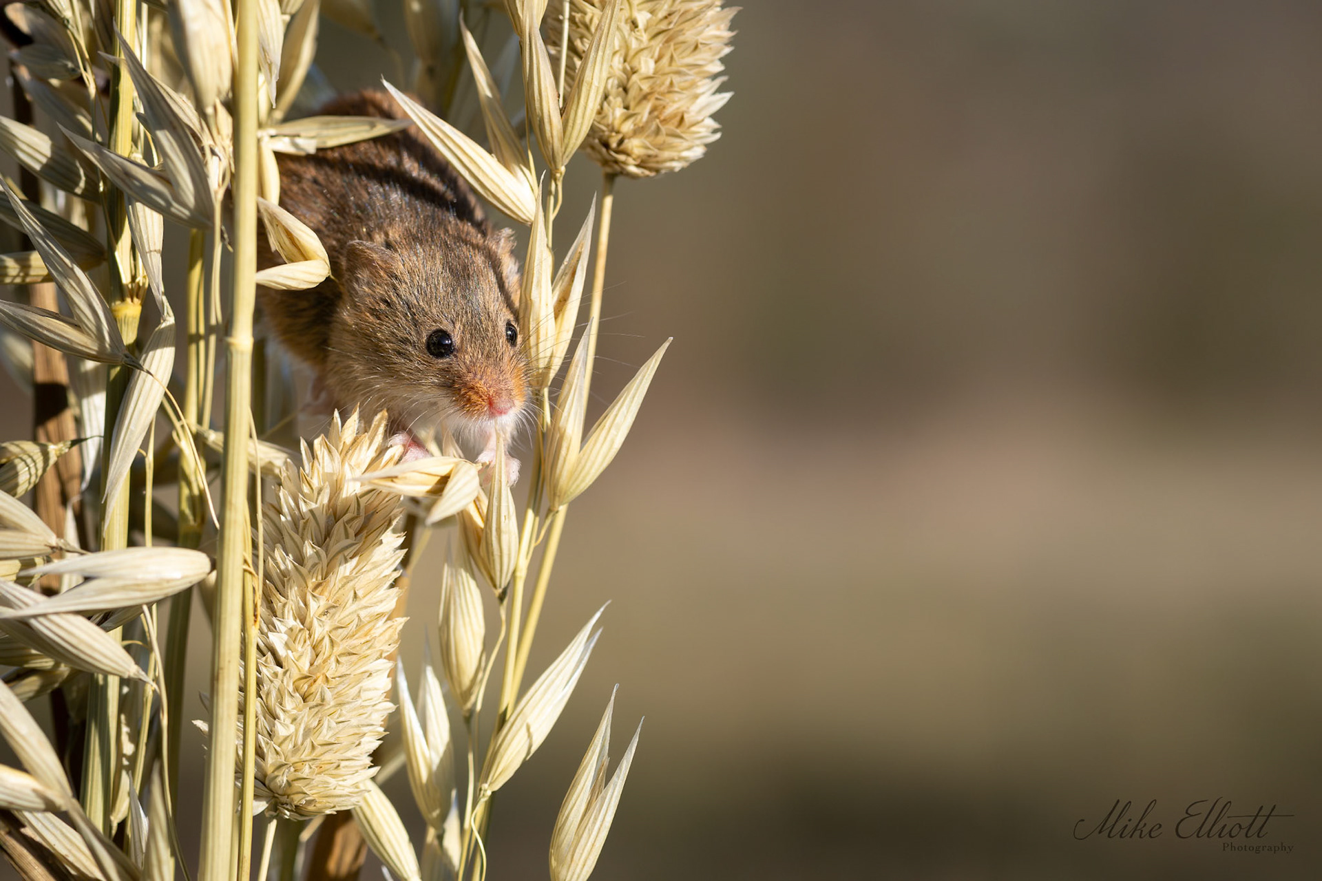 Harvest mouse in crops