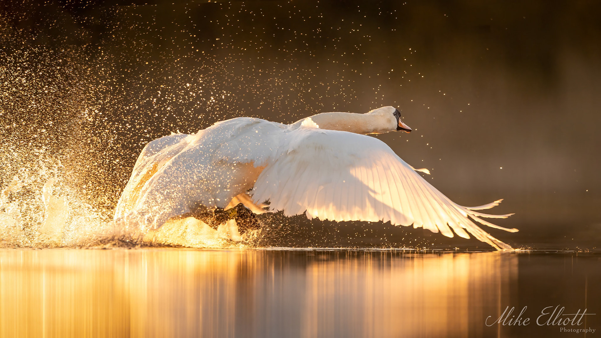 Swan landing in golden light