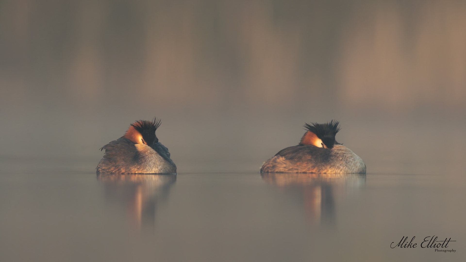 Sleeping grebe pair