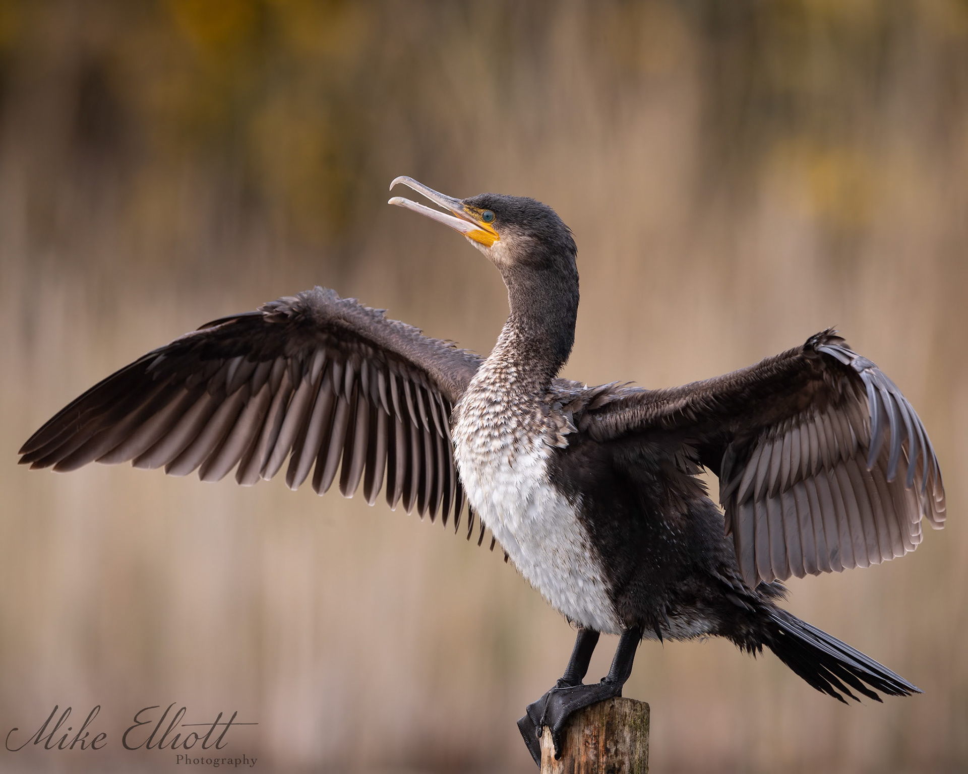 Cormorant drying front