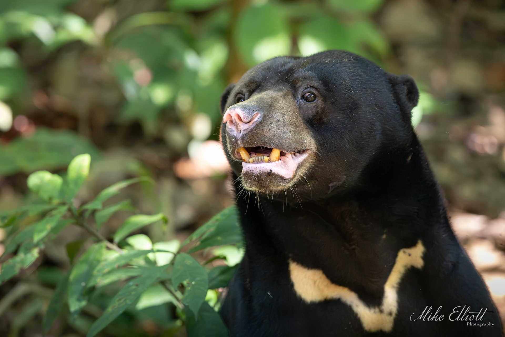 Sun bear close-up