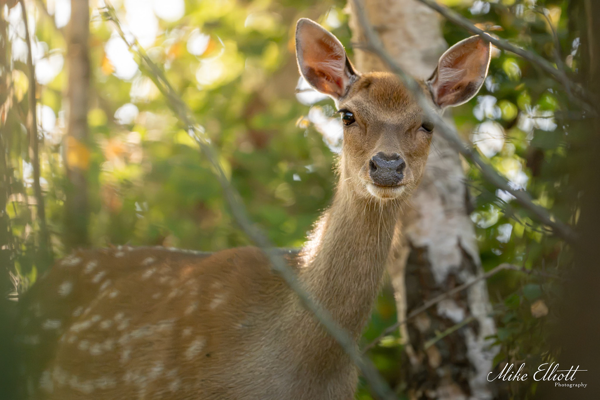 Roe deer in the early morning sun