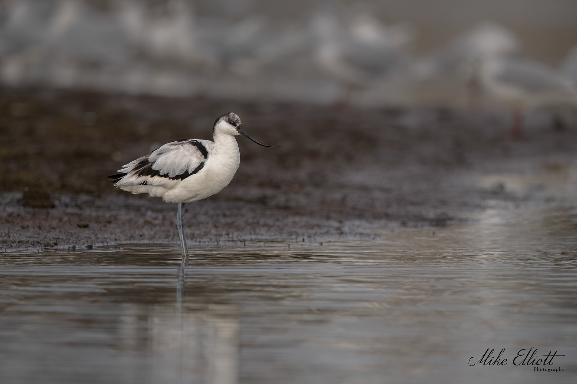 Avocet