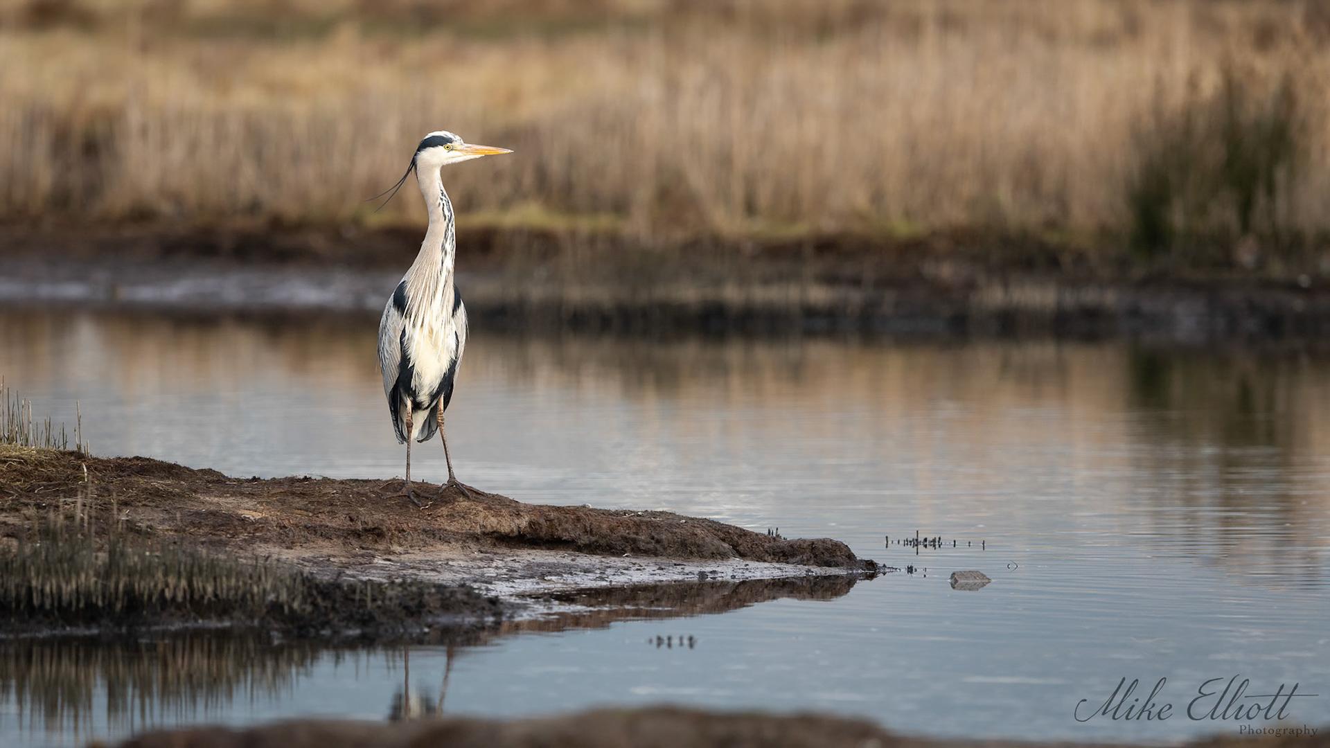 Grey heron environment