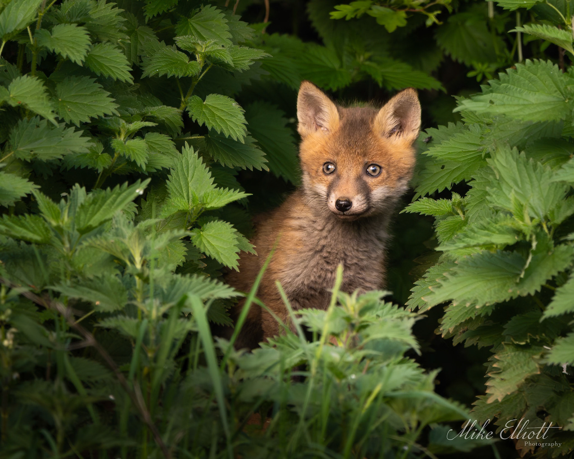 Fox cub in hte nettles