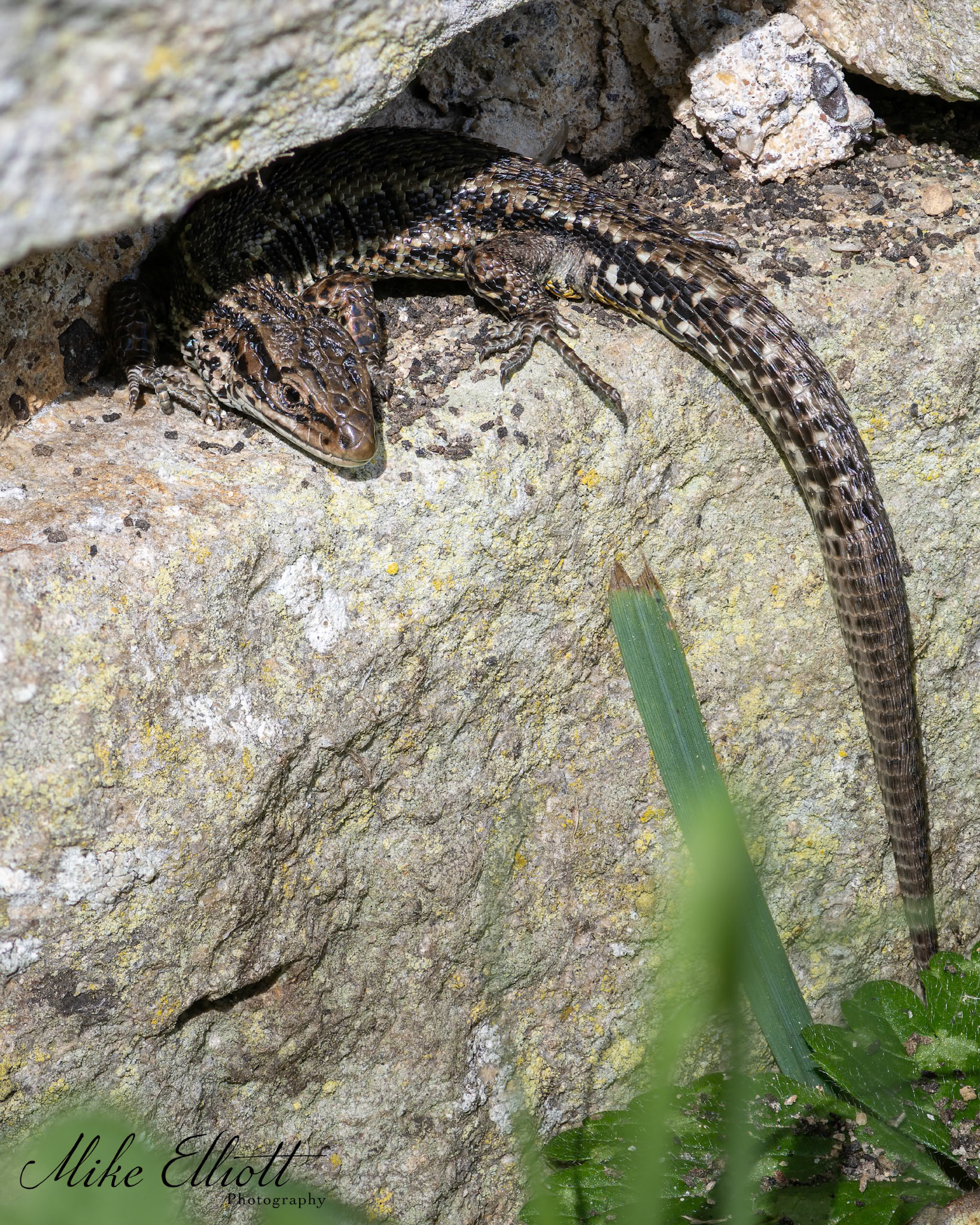 Common lizard tail