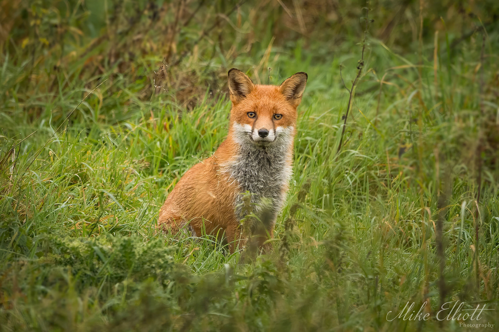 Fox portrait