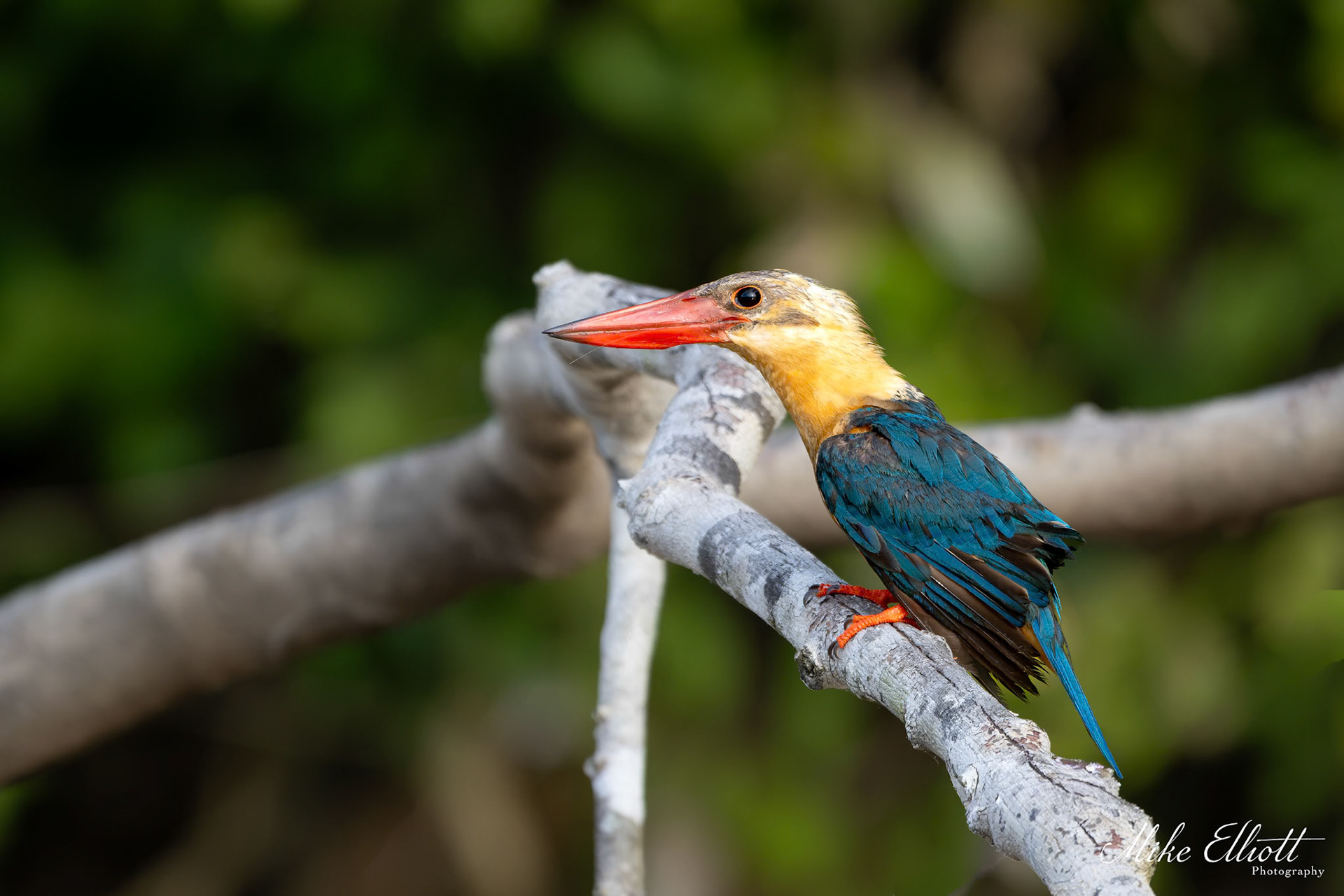 Stork billed kingfisher