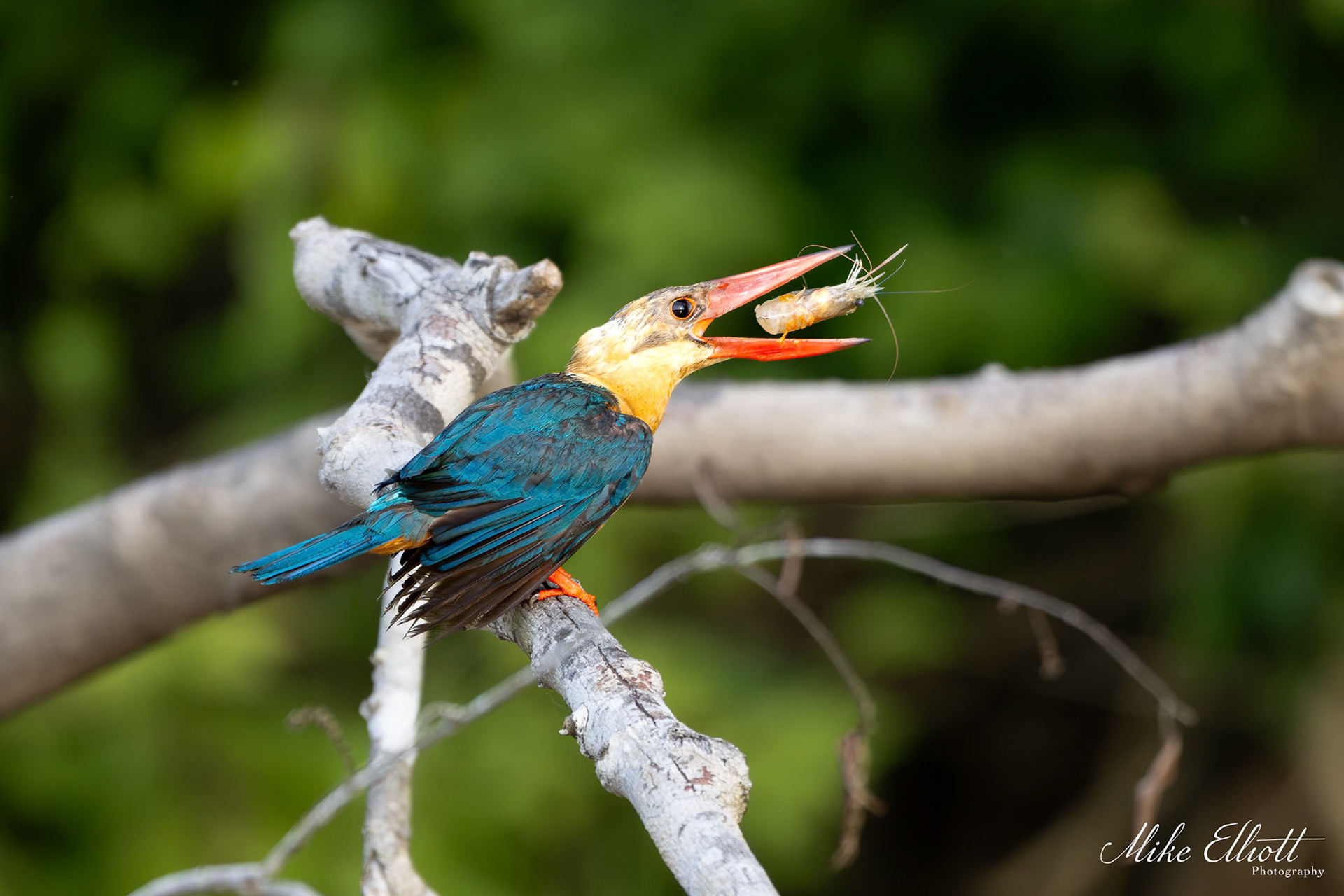 Stork billed kingfisher with a prawn