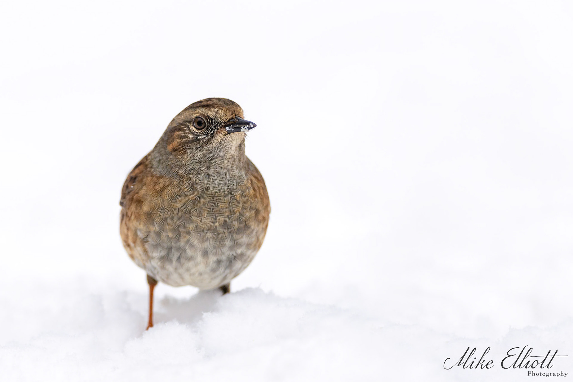 Dunnock in the snow