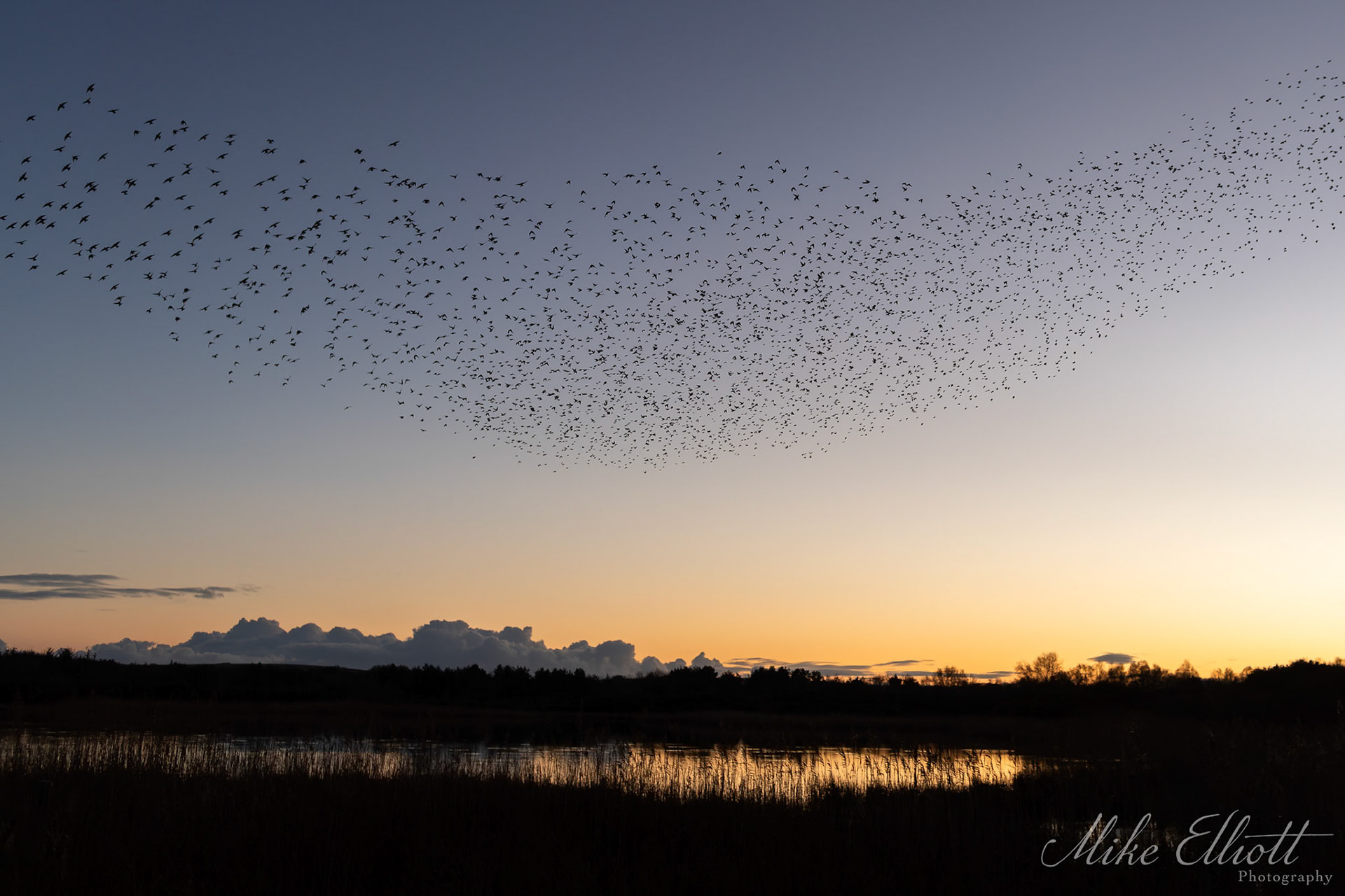 Starling murmaration