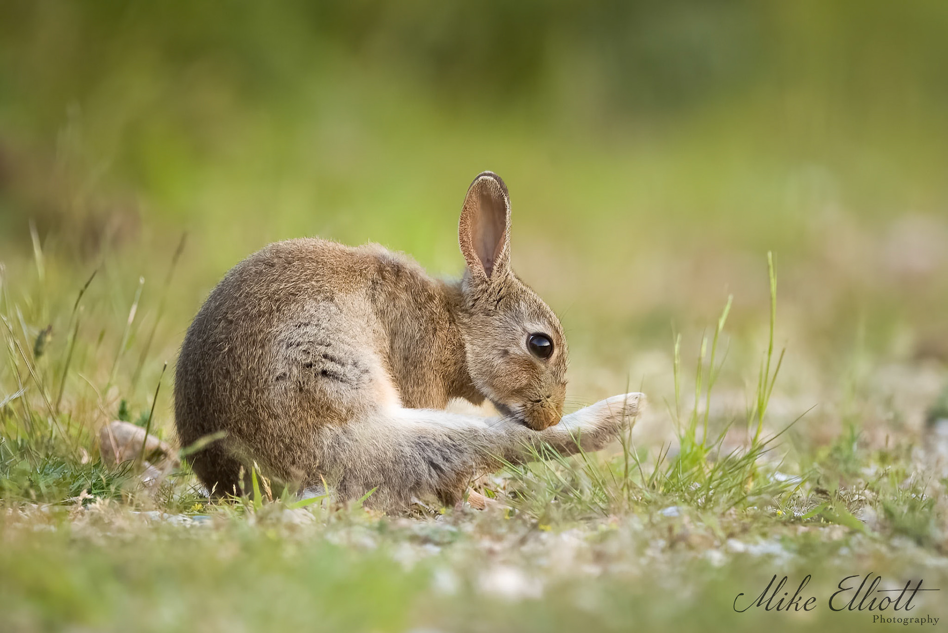 Bunny cleaning