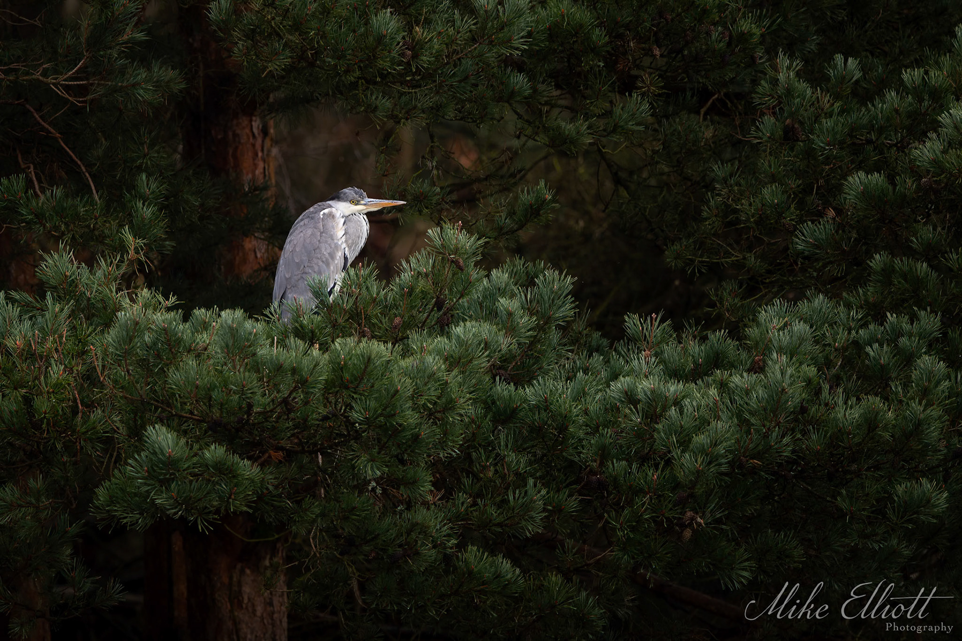 Heron in a pine tree